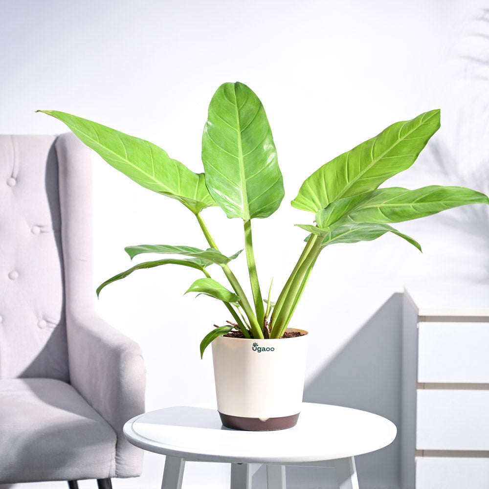Ugaoo Philodendron Melinonii Golden - Large