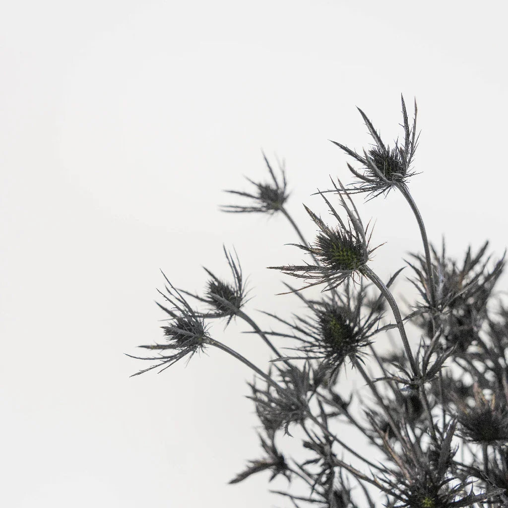 FiftyFlowers Black Thistle Flowers - view 3