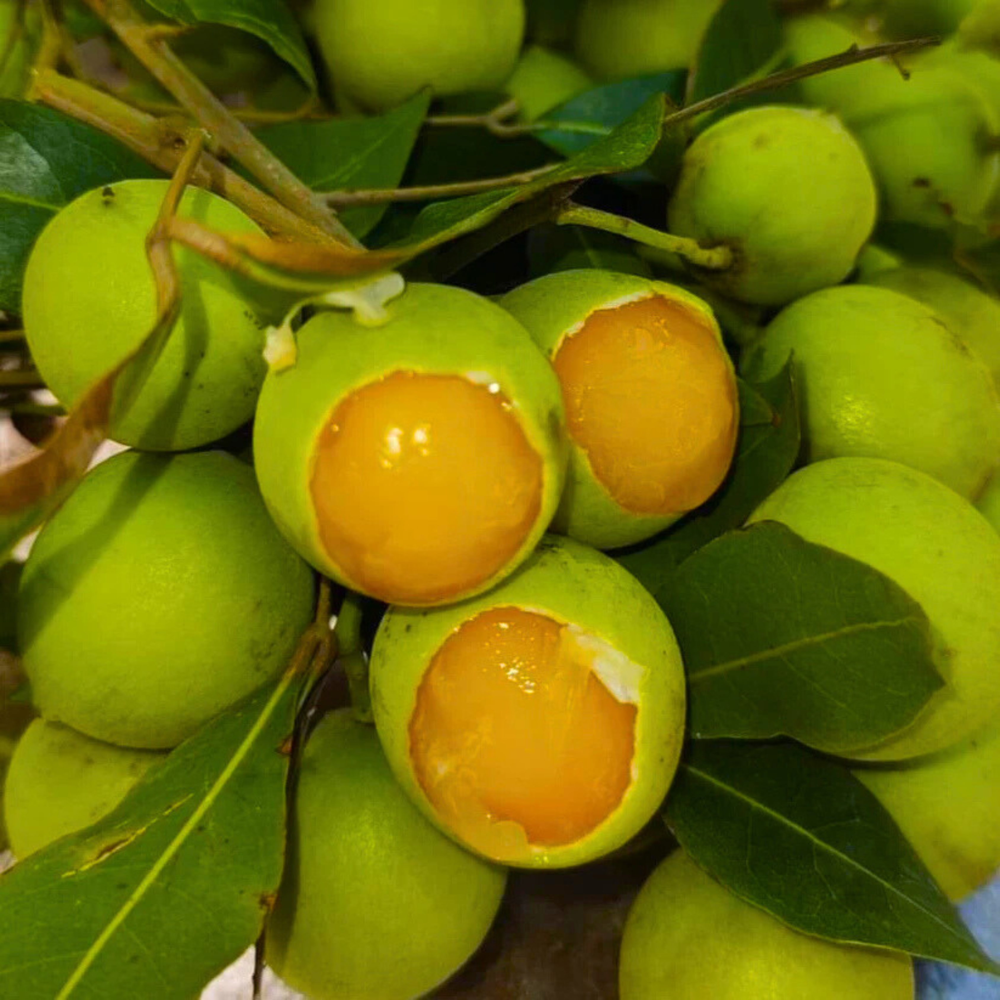 VL Guayas (Talisia Oliviformis) Fruit Live Plant - view 4