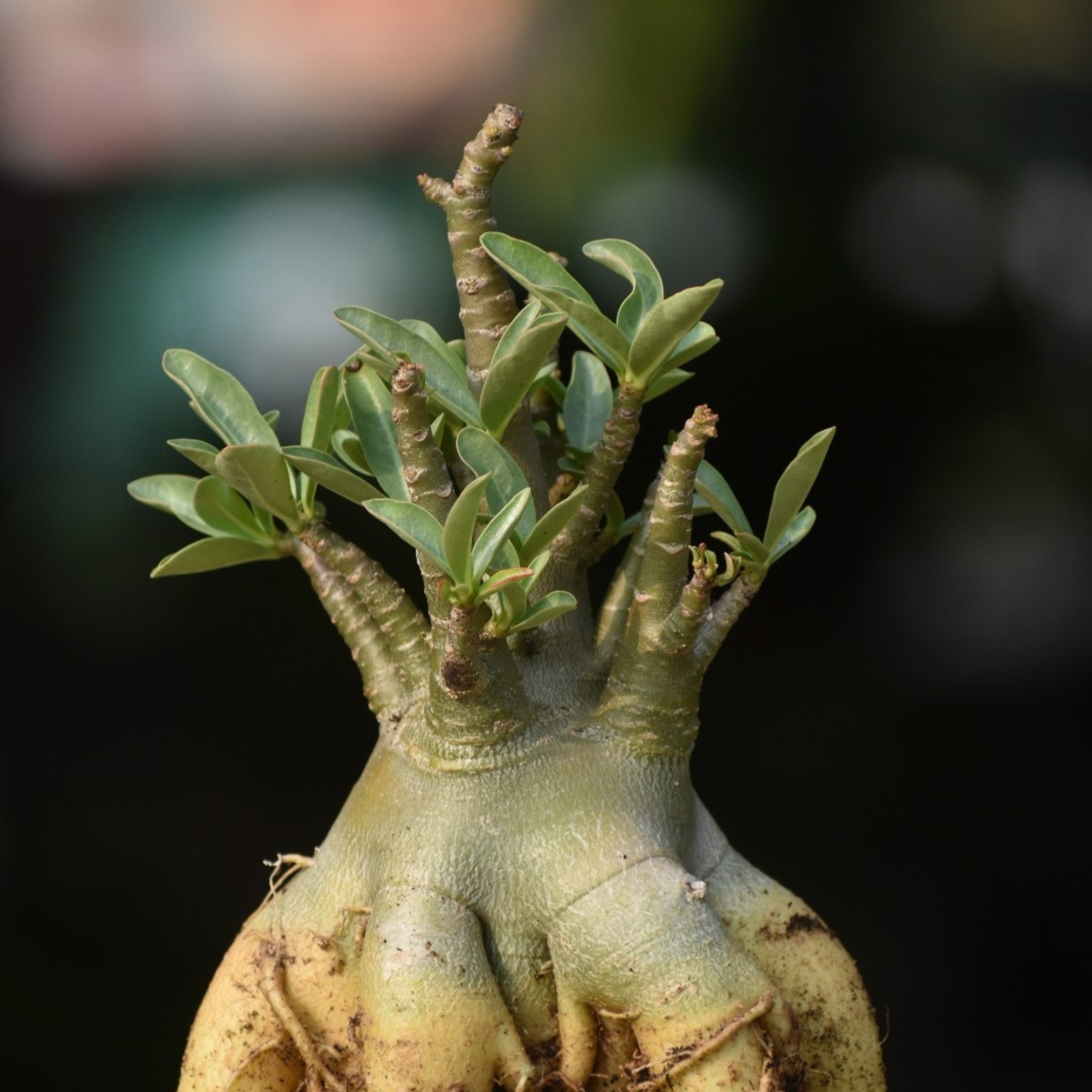 VL Adenium Arabicum Bonsai Flowering Live Plant