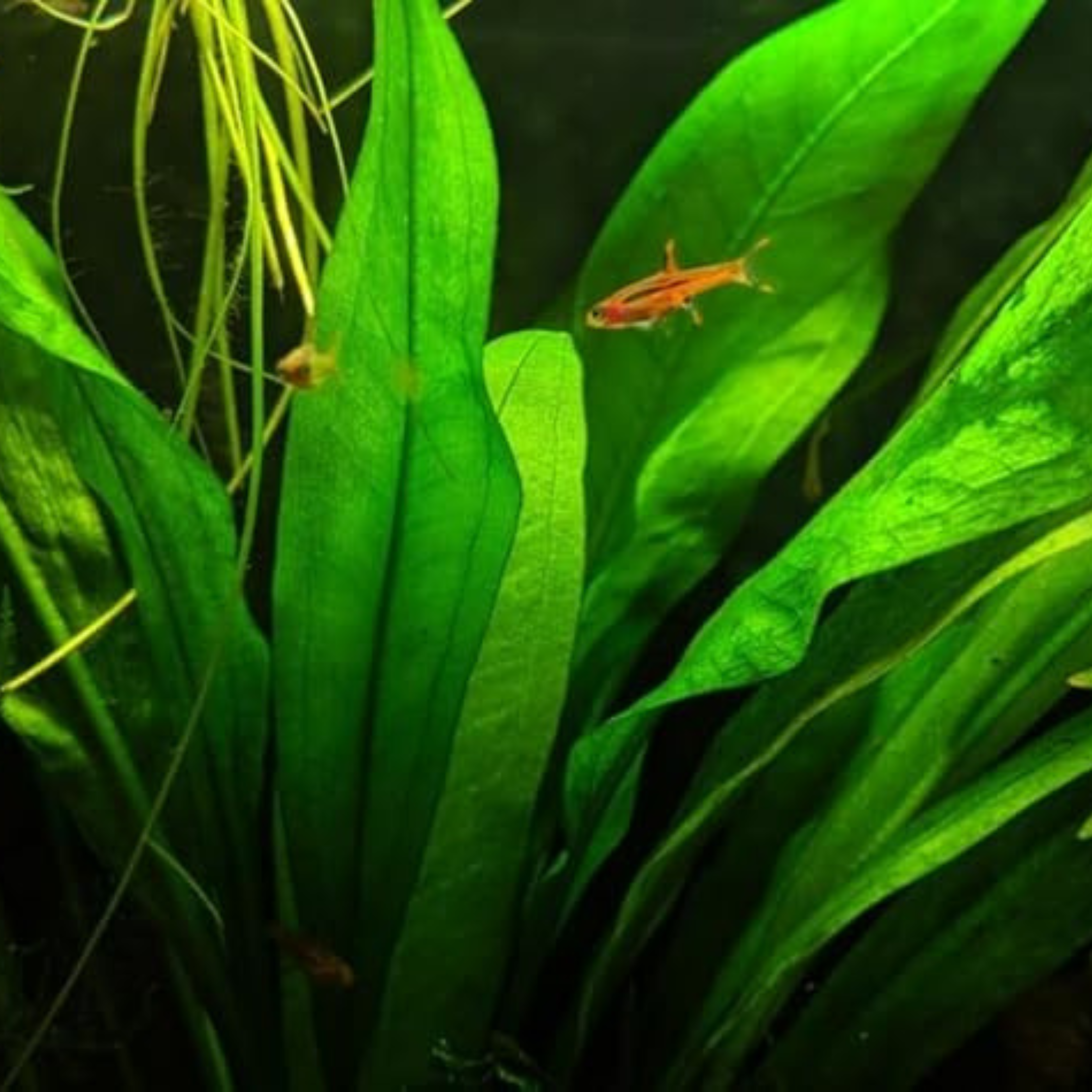 MRWP Echinodorus Argentine Aquarium Live Plant