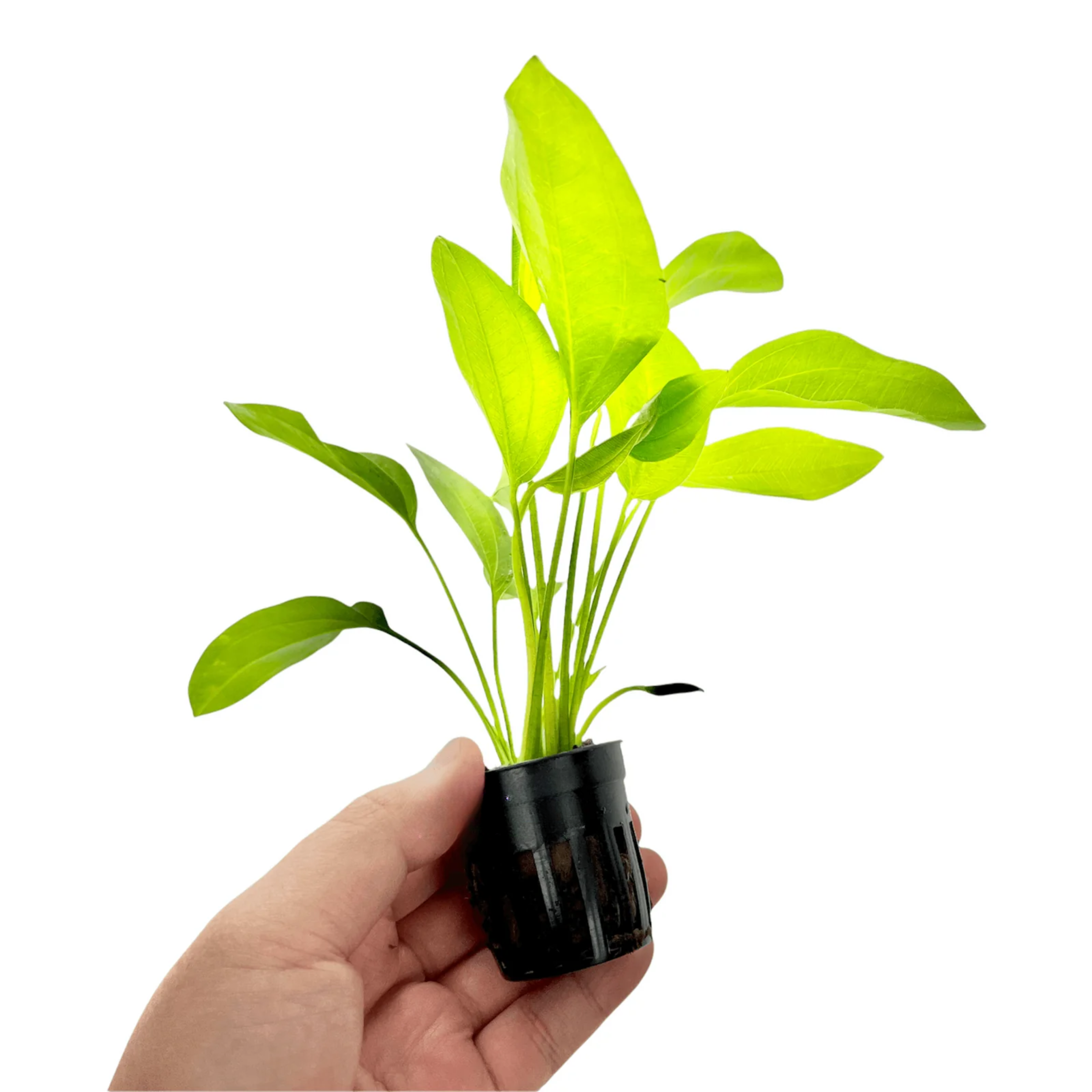 MRWP Argentine Sword Plant (Echinodorus argentinensis) Aquarium Live Plant - view 3