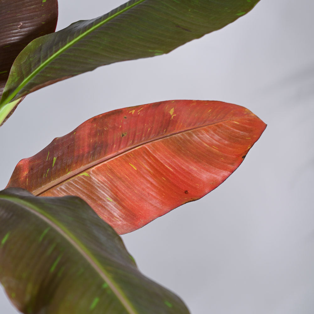 Ugaoo Banana Siam Red XL - view 2
