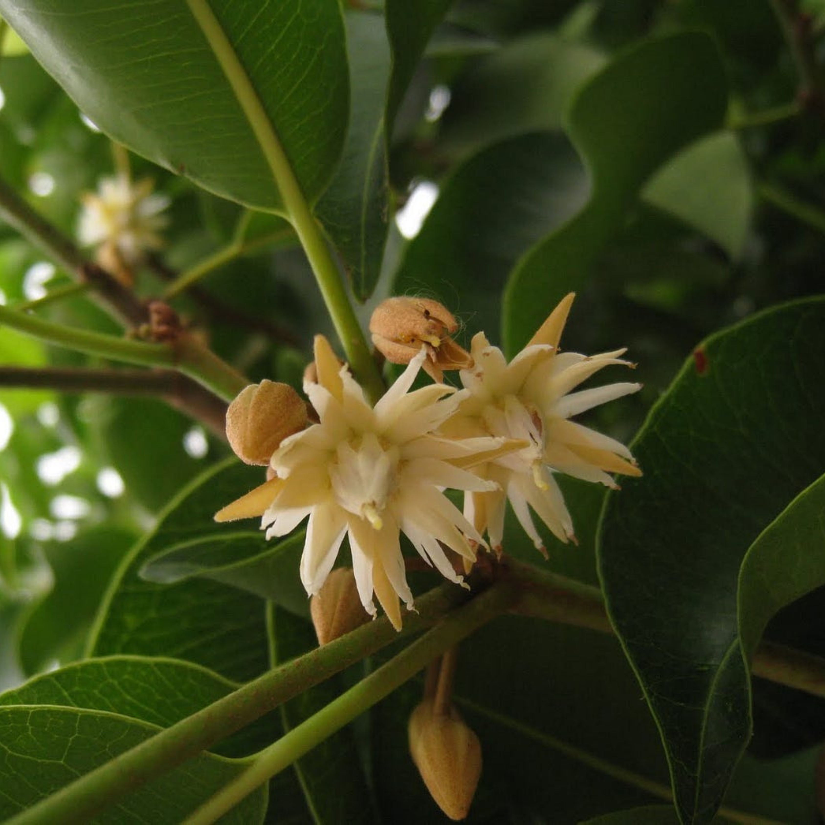 MR Spanish Cherry / Elanji (Maulsari) Rare Flowering / Medicinal Live Plant