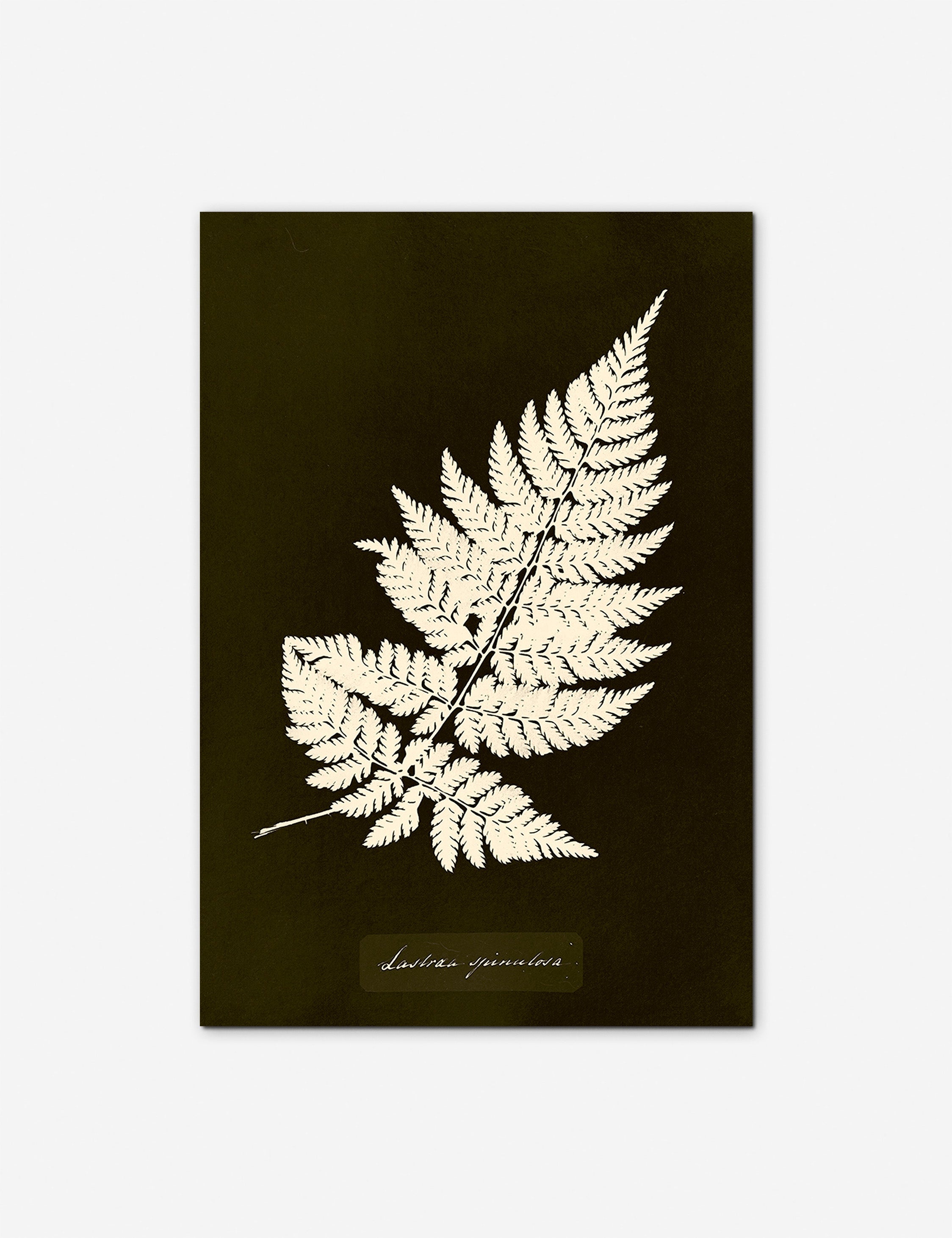 Lulu and Georgia Lastrea Spinulosa Print by Anna Atkins - view 2