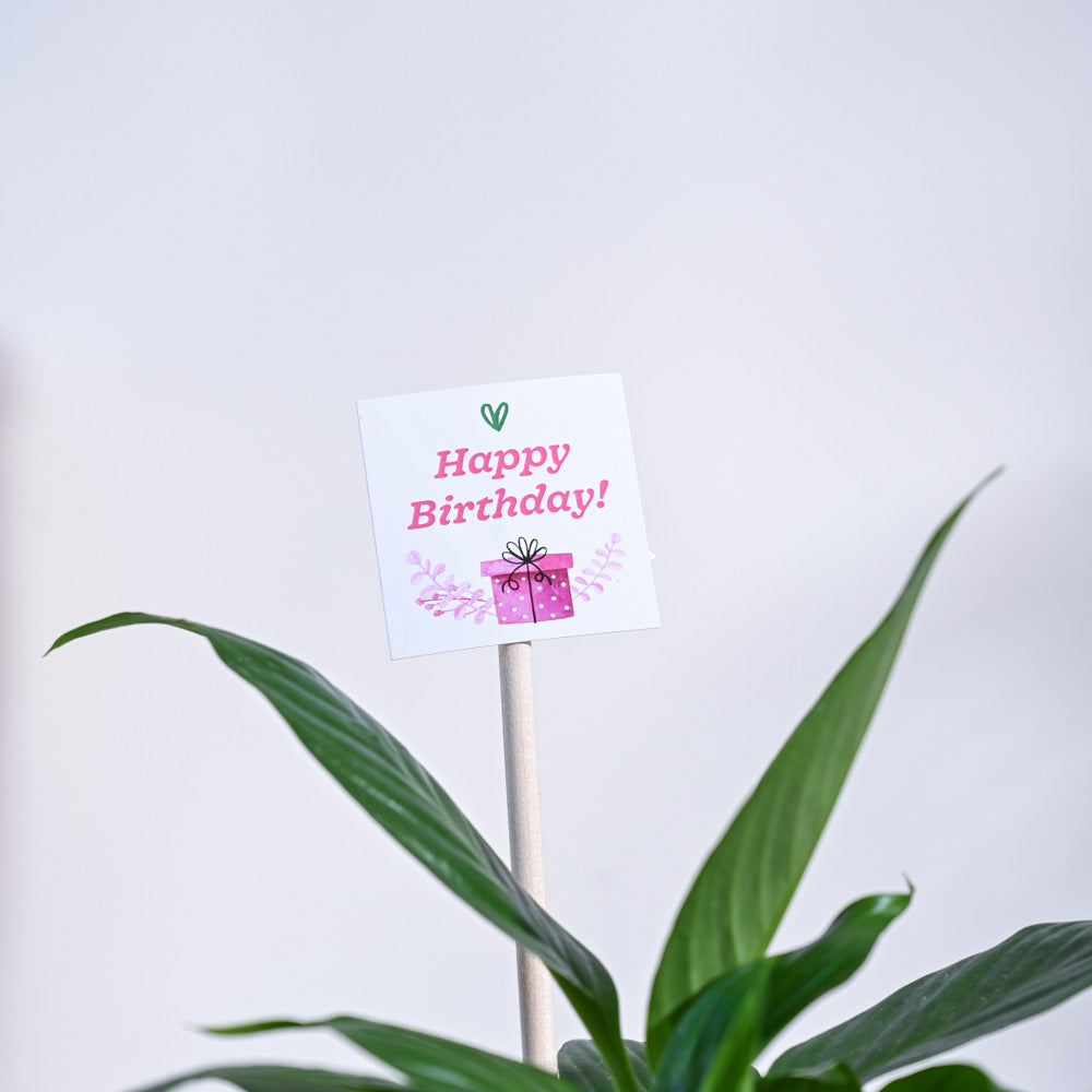 Ugaoo Peace Lily Birthday Gift Hamper - view 5