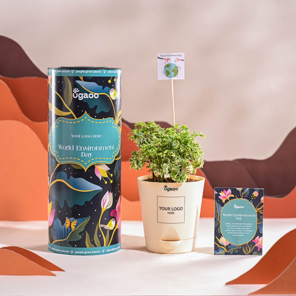 Ugaoo Aralia Variegated Mini Plant For Environment Day Gifting - view 2