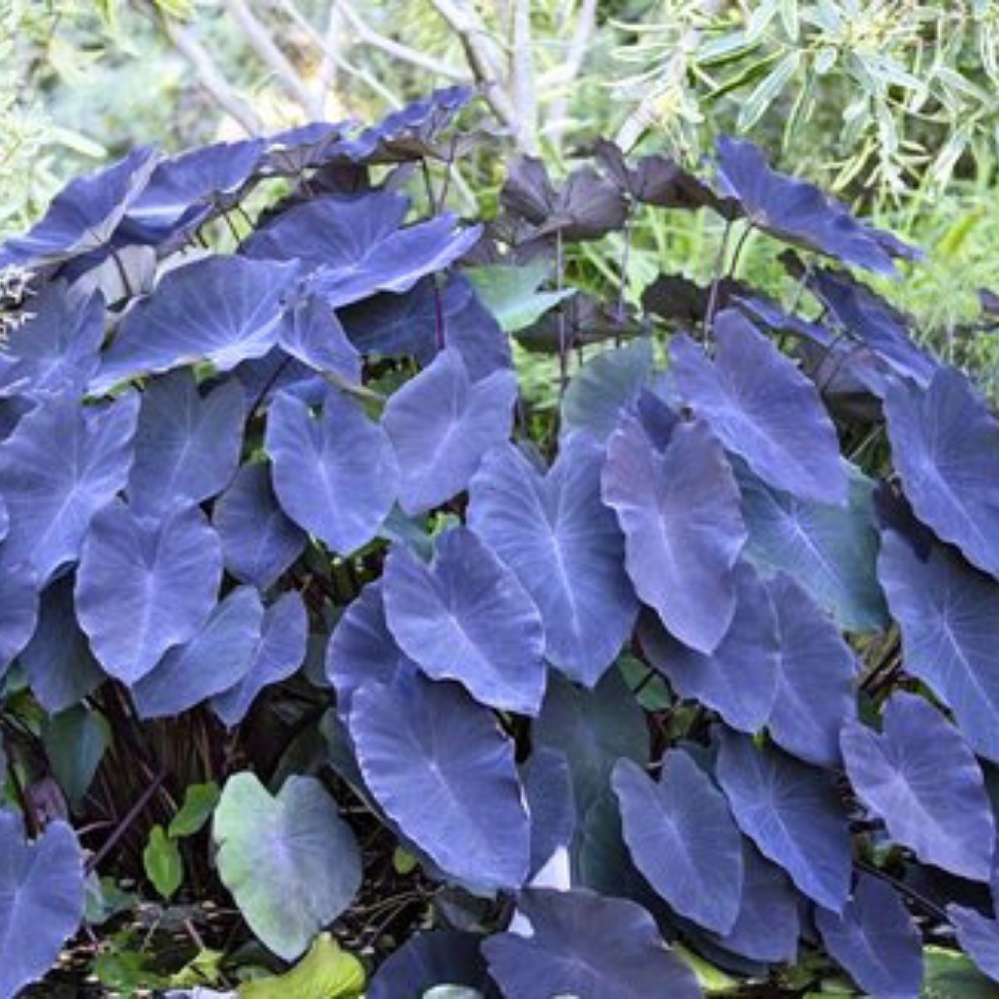 DZ Colocasia Violet Indoor/Outdoor Live Plant