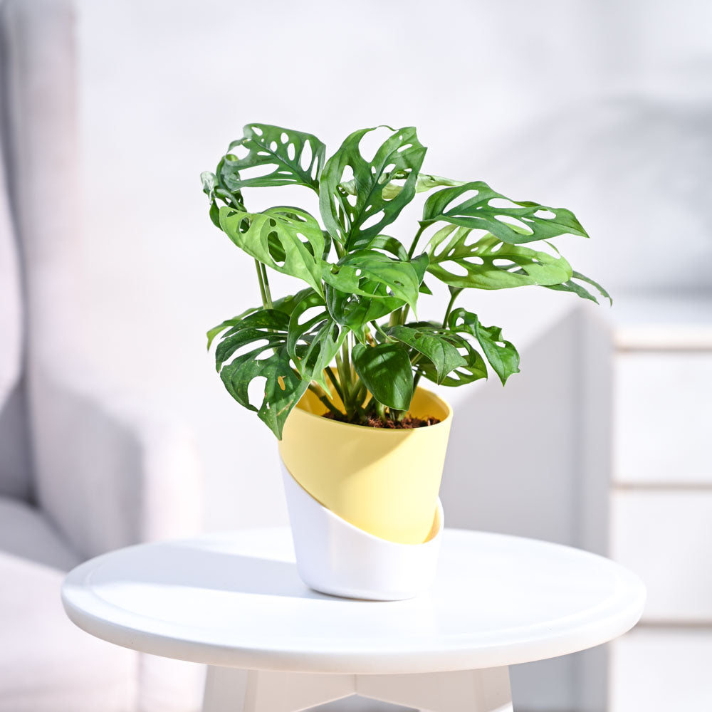 Ugaoo Broken Heart Plant - view 19