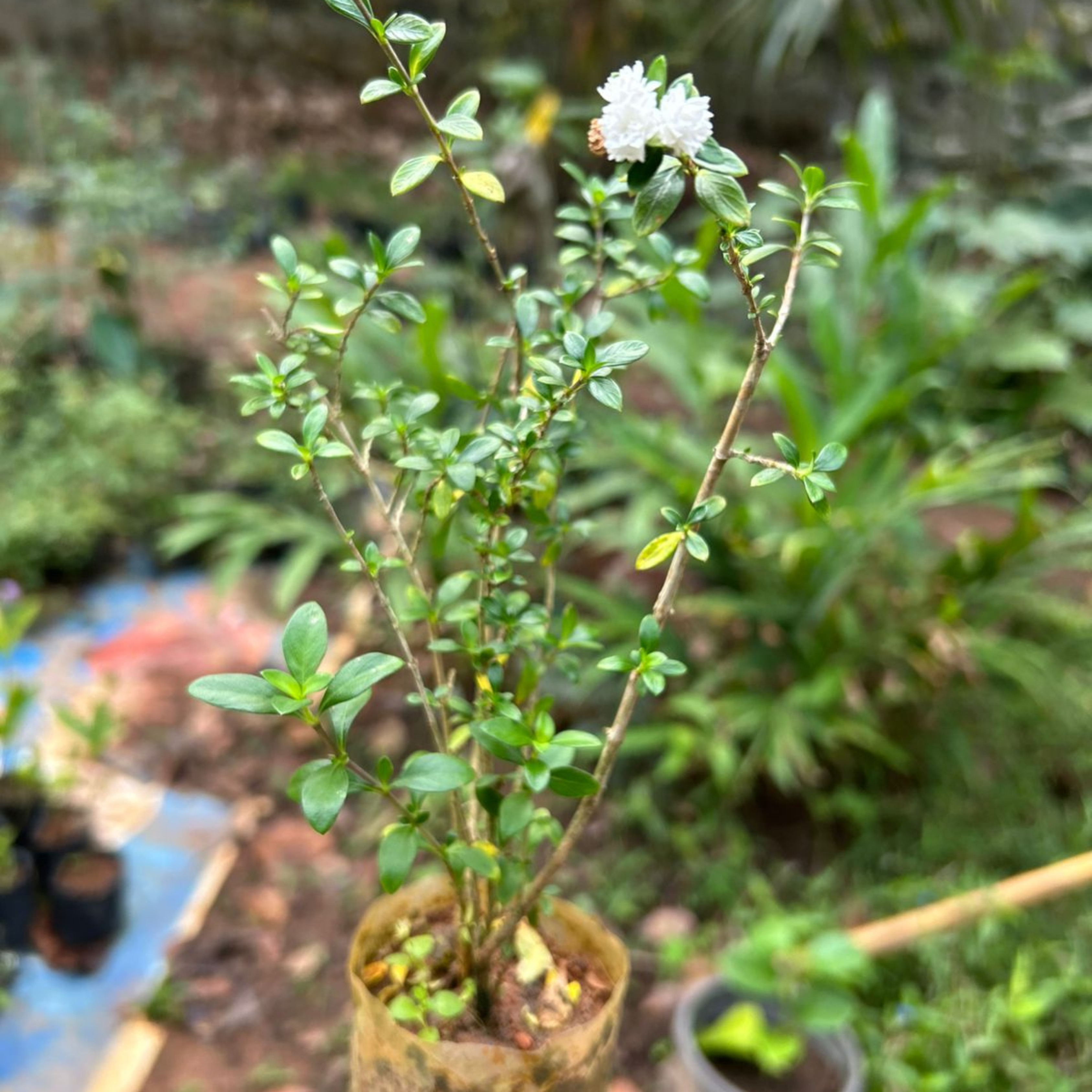 MR Snow Rose Multi Petal (Serissa japonica) Live Plant