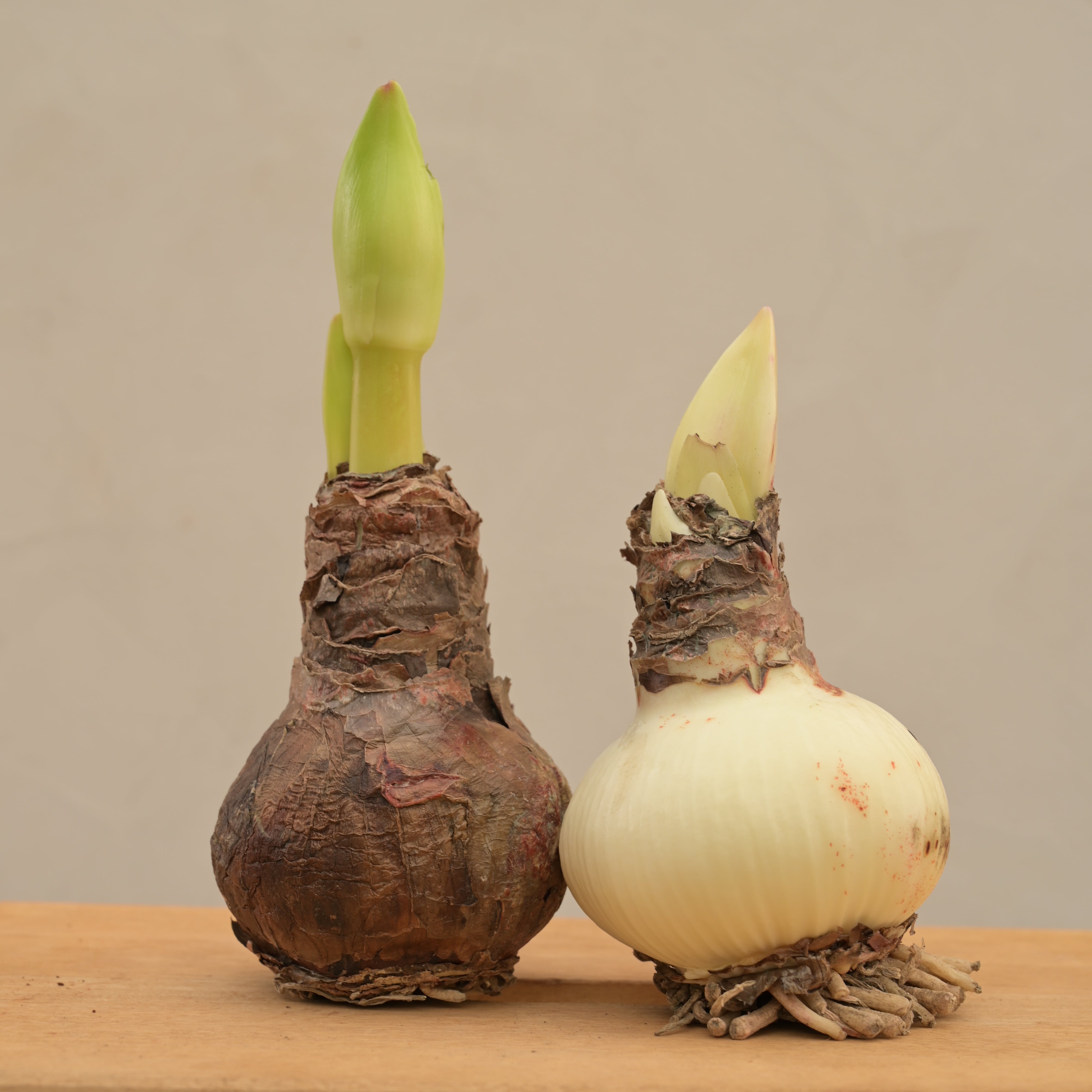 Ugaoo Amaryllis (Amar lily) flower bulb - White - view 3