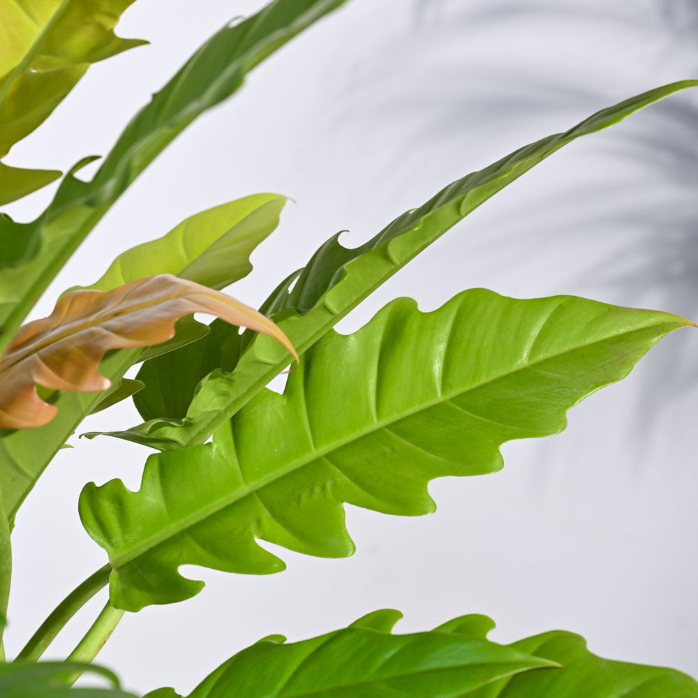 Ugaoo Philodendron Pluto Golden Plant - view 4