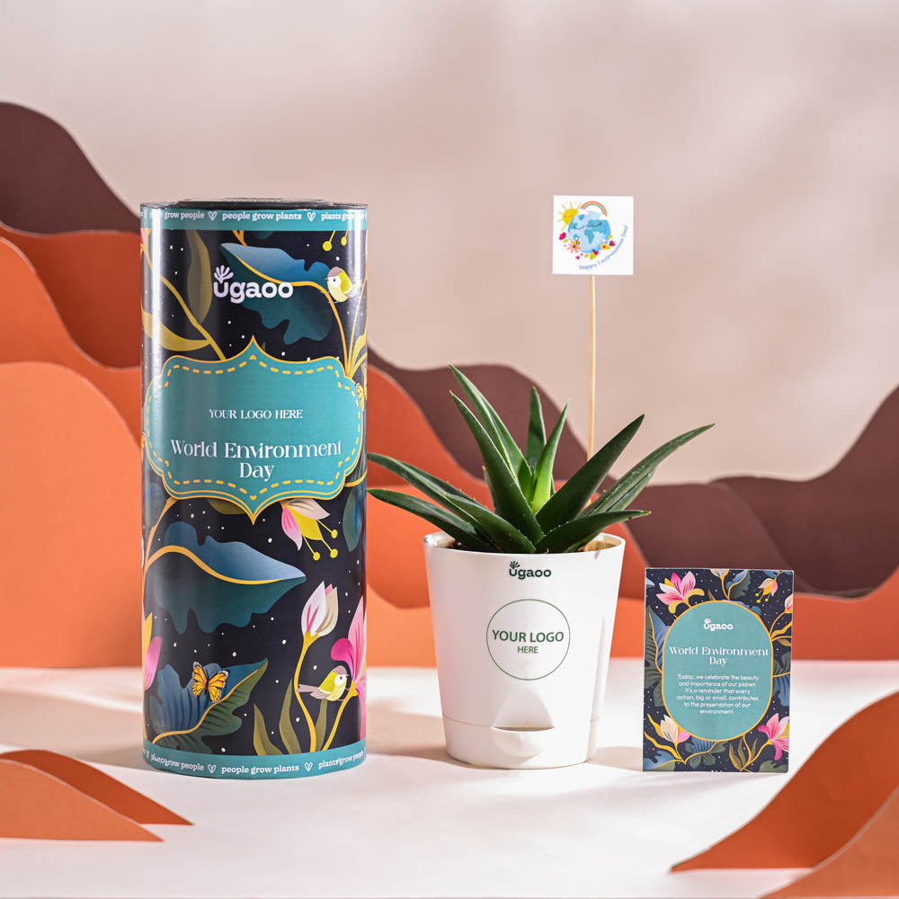 Ugaoo Aloe Vera Green Mini Plant For Environment Day Gifting
