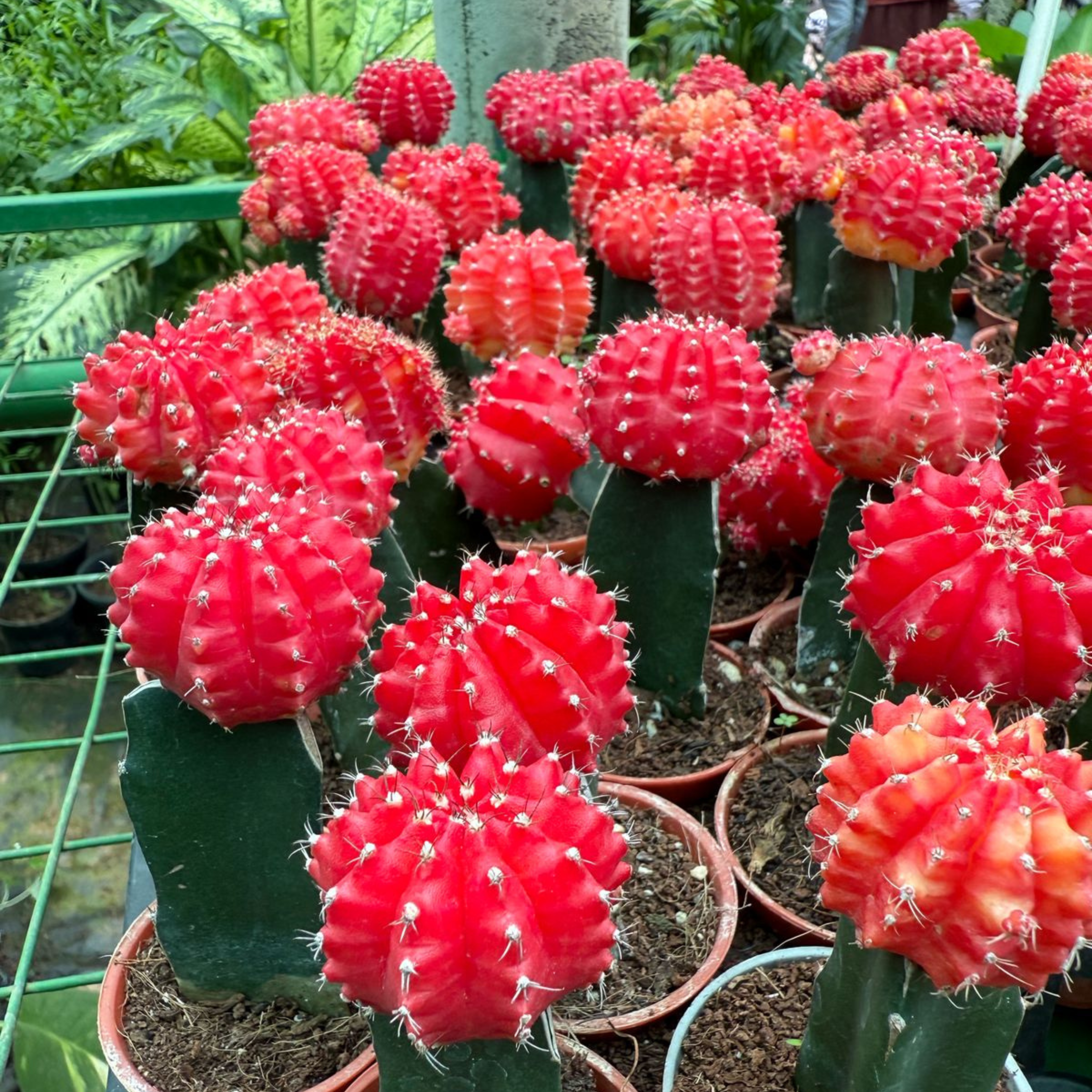 MR Moon Cactus Red (Gymnocalycium mihanovichii) Grafted Live Plant