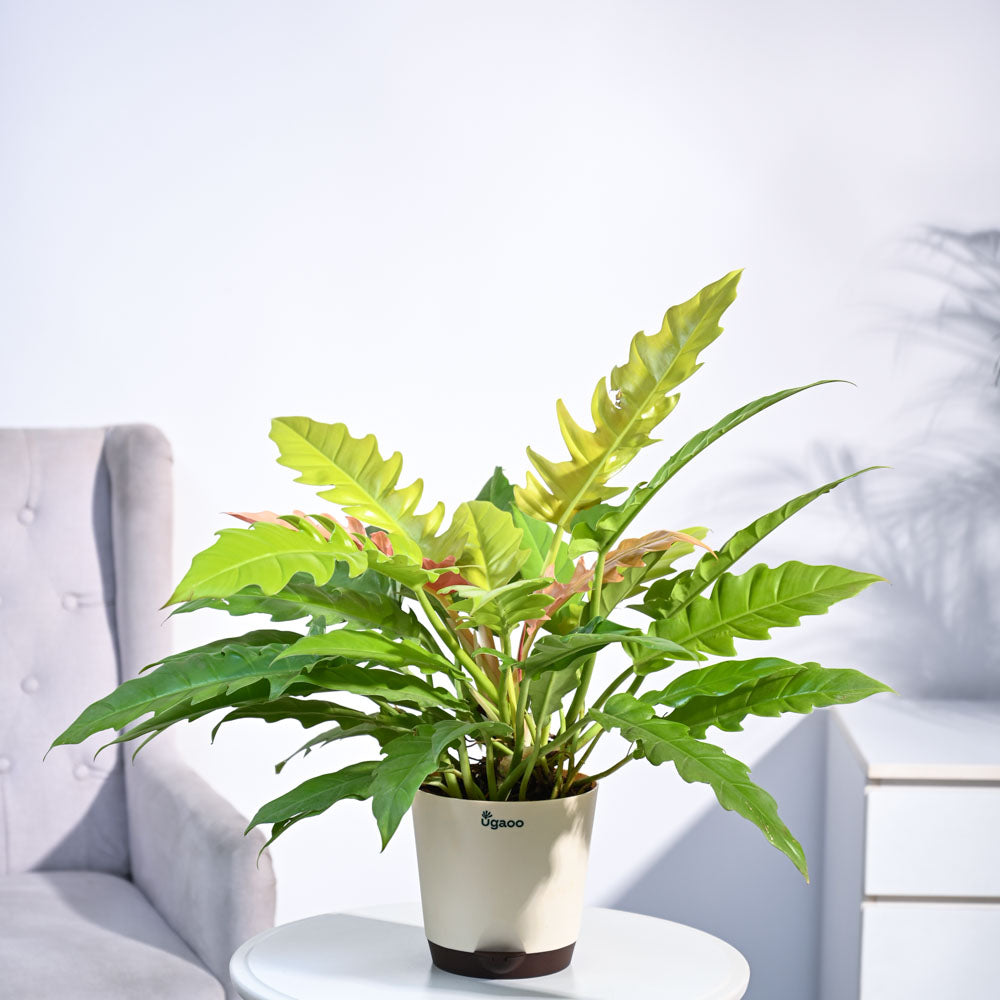 Ugaoo Philodendron Pluto Golden Plant