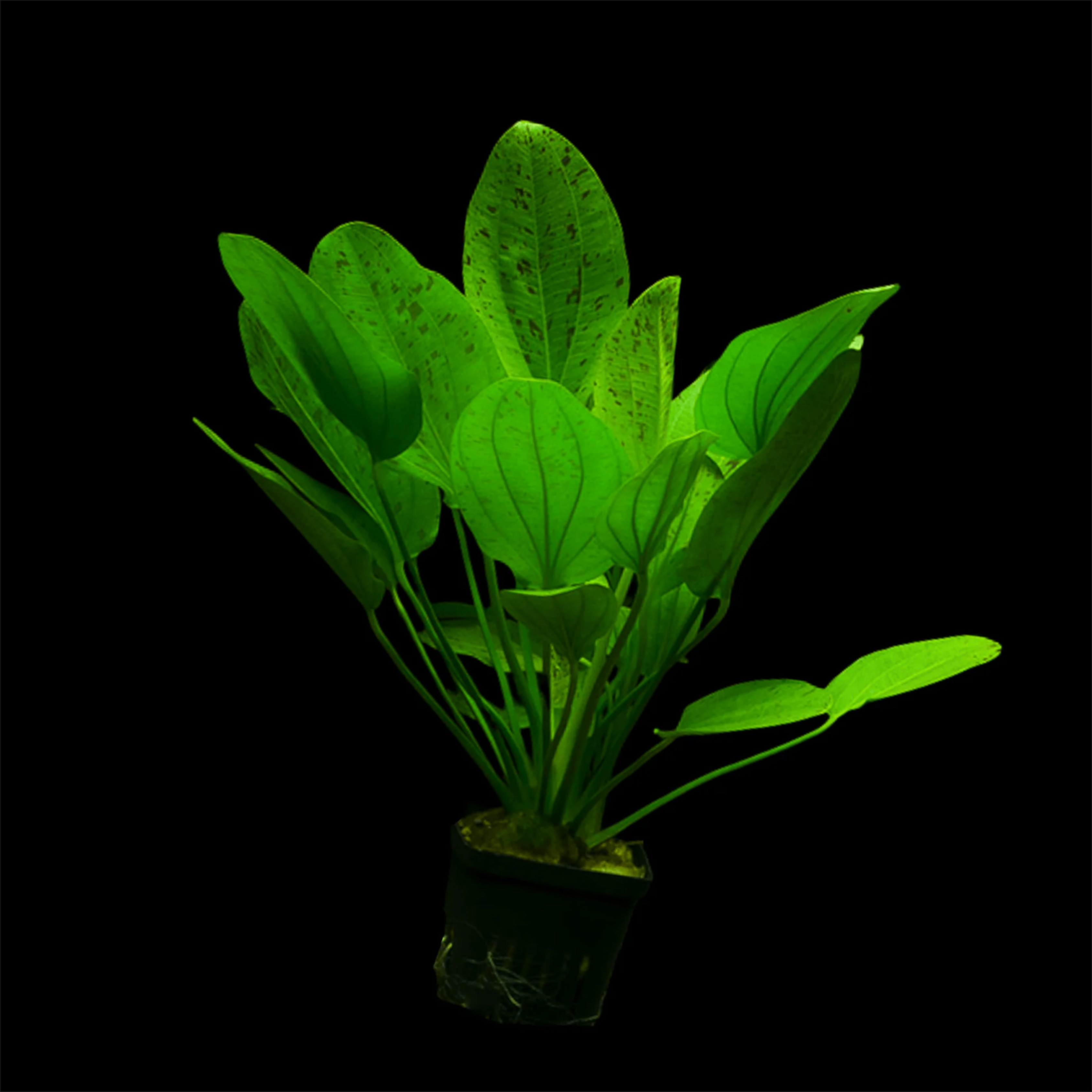 MRWP Echinodorus Ozelot Green Aquarium Live Plant