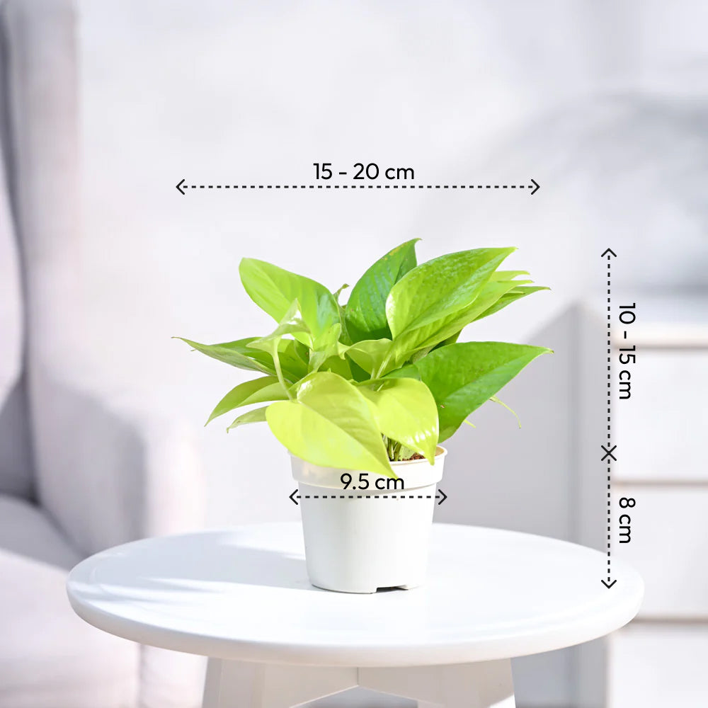 Ugaoo Ganpati Decor Plant Bundle - view 8