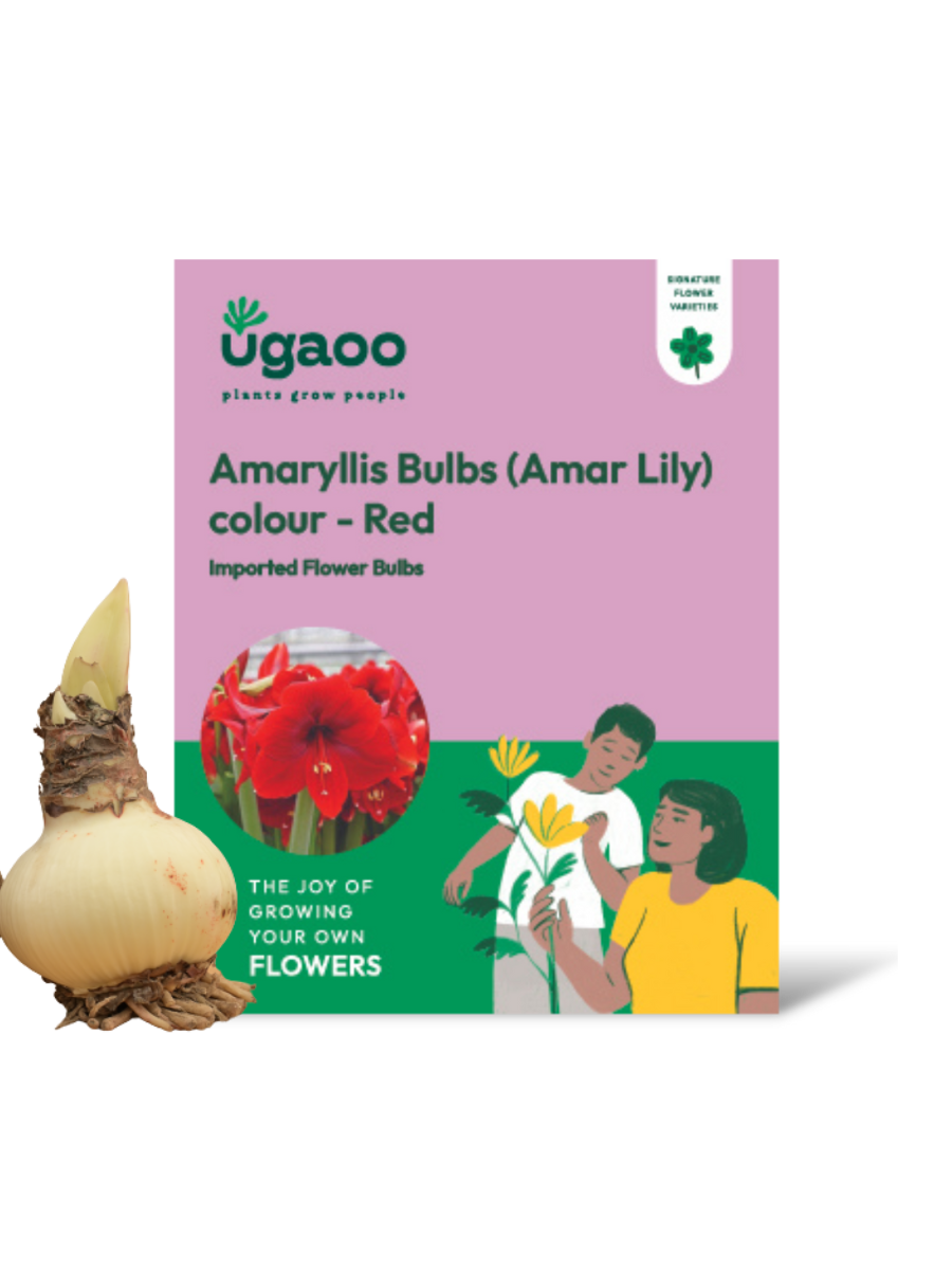 Amar lily flower – Ugaoo Amaryllis (Amar lily) flower bulb - Red