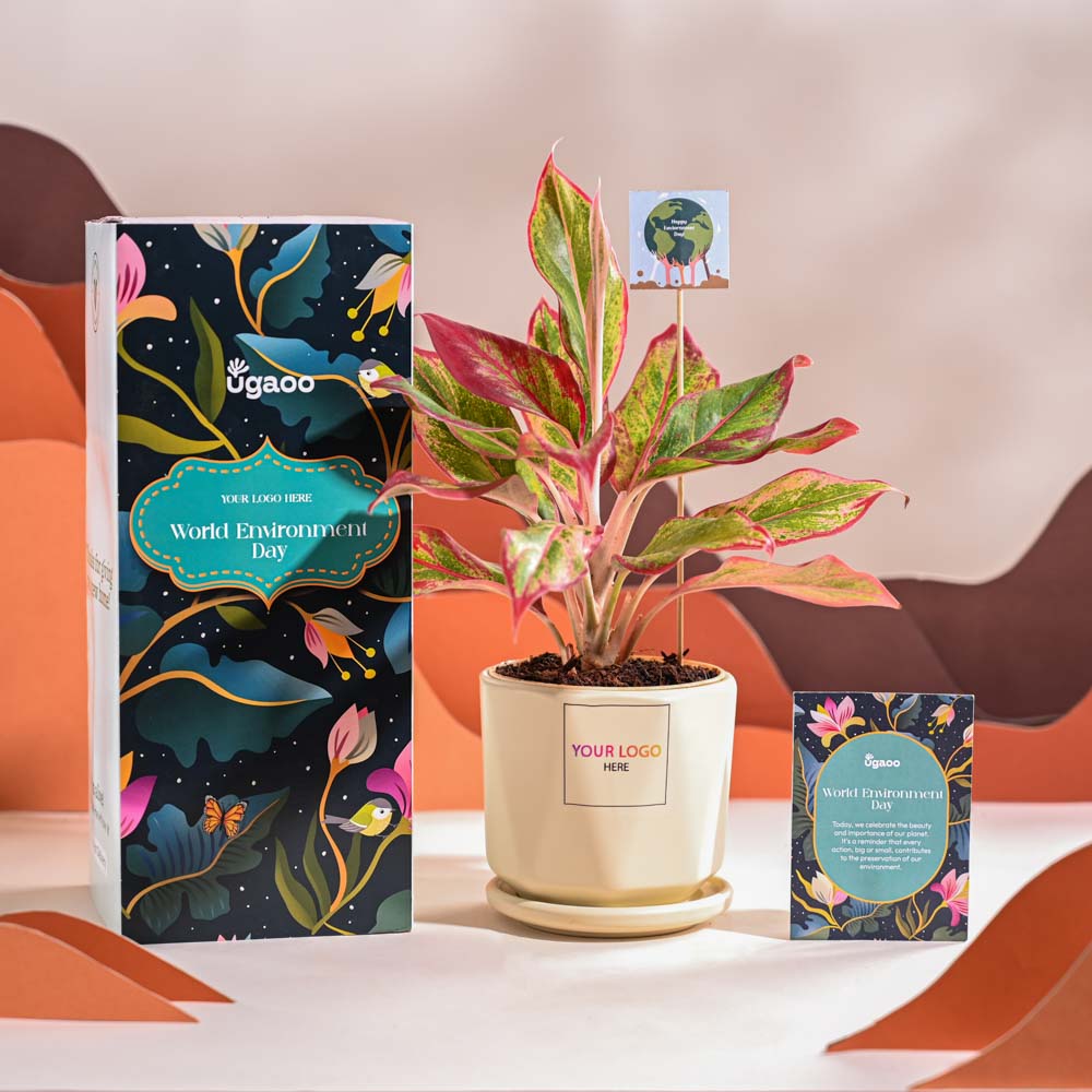 Ugaoo Aglaonema Red Plant For Environment Day Gifting - view 61