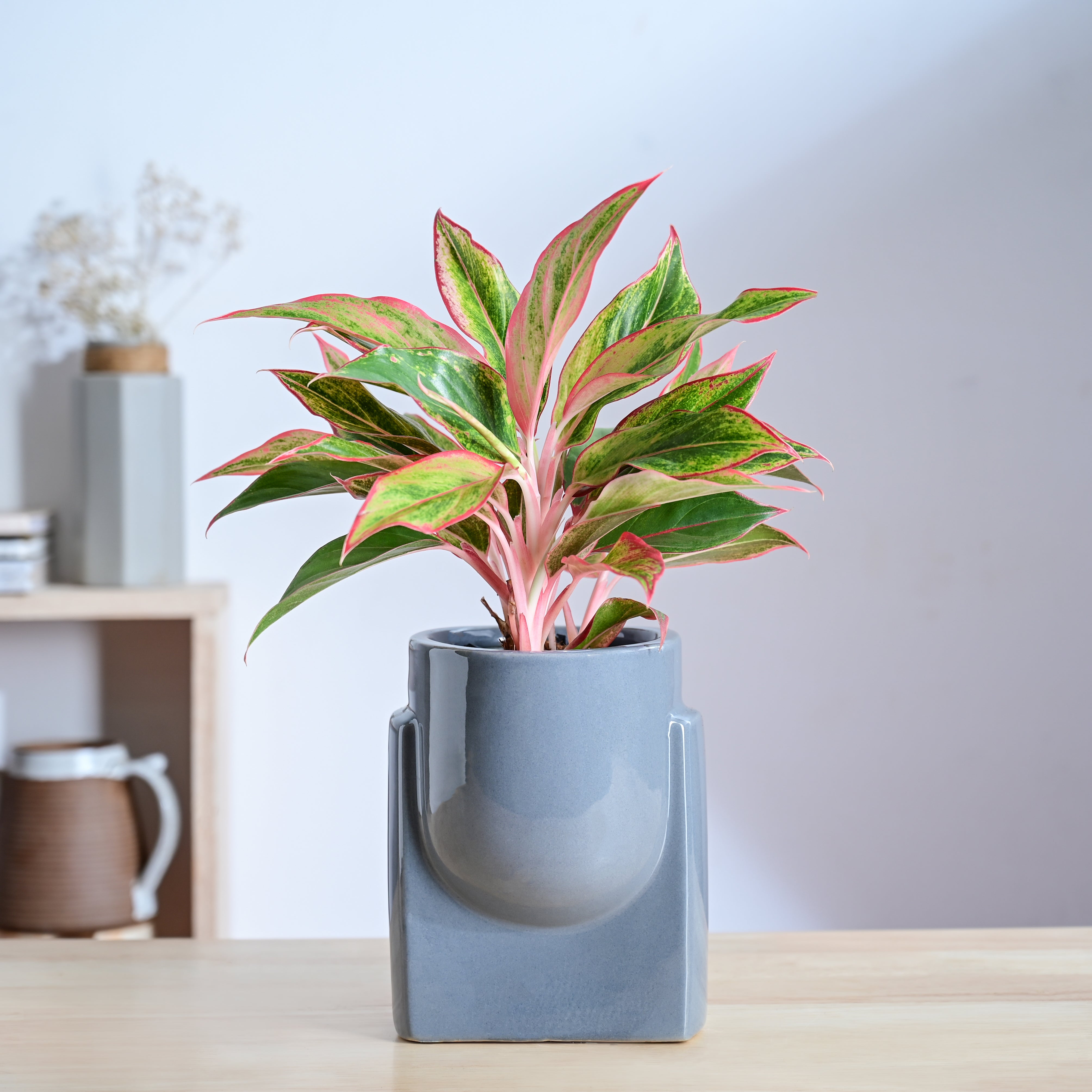 Ugaoo Cats are Gods Ceramic Planter - view 81
