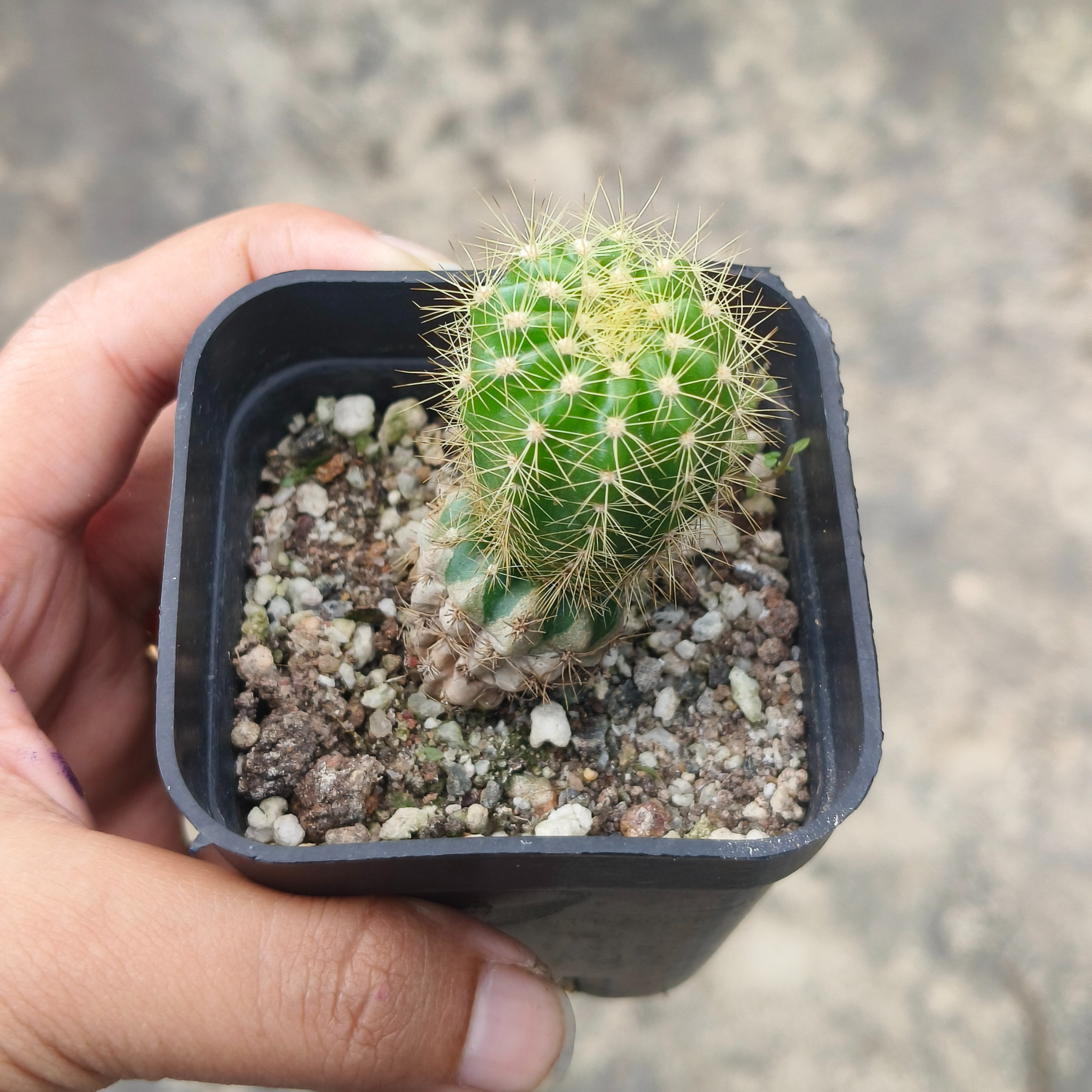 DZ Echinopsis Tubiflora Cactus - view 2