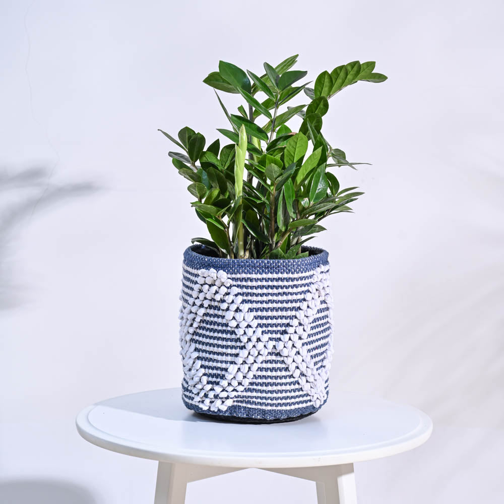 Ugaoo Trinket Cotton Planter