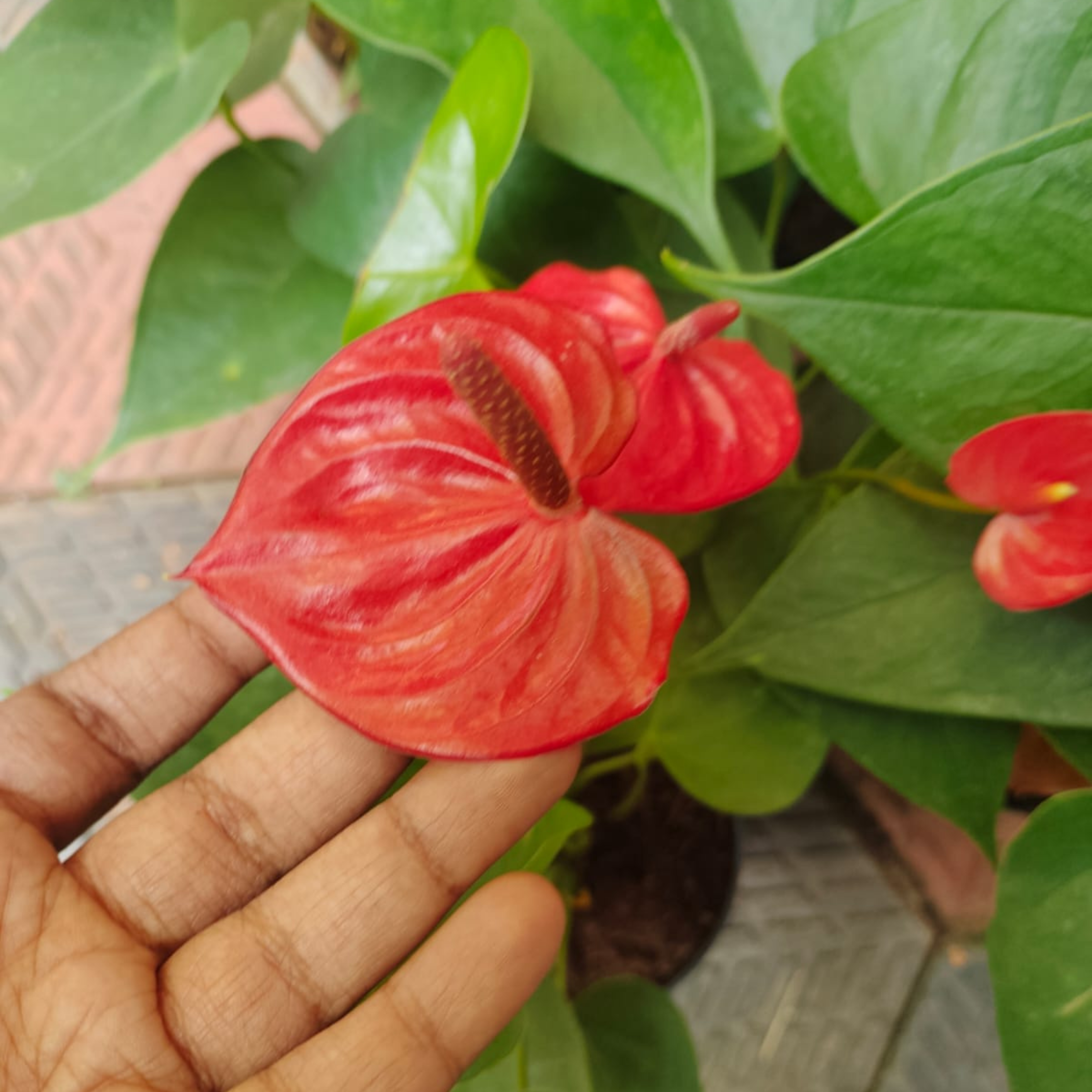 DZ Dwarf Anthurium Casanova Red Indoor/Outdoor Live Plant