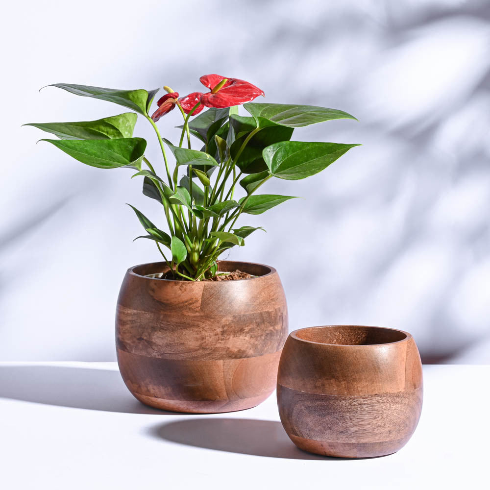 Ugaoo Orbit Wooden Planter - Set of 2