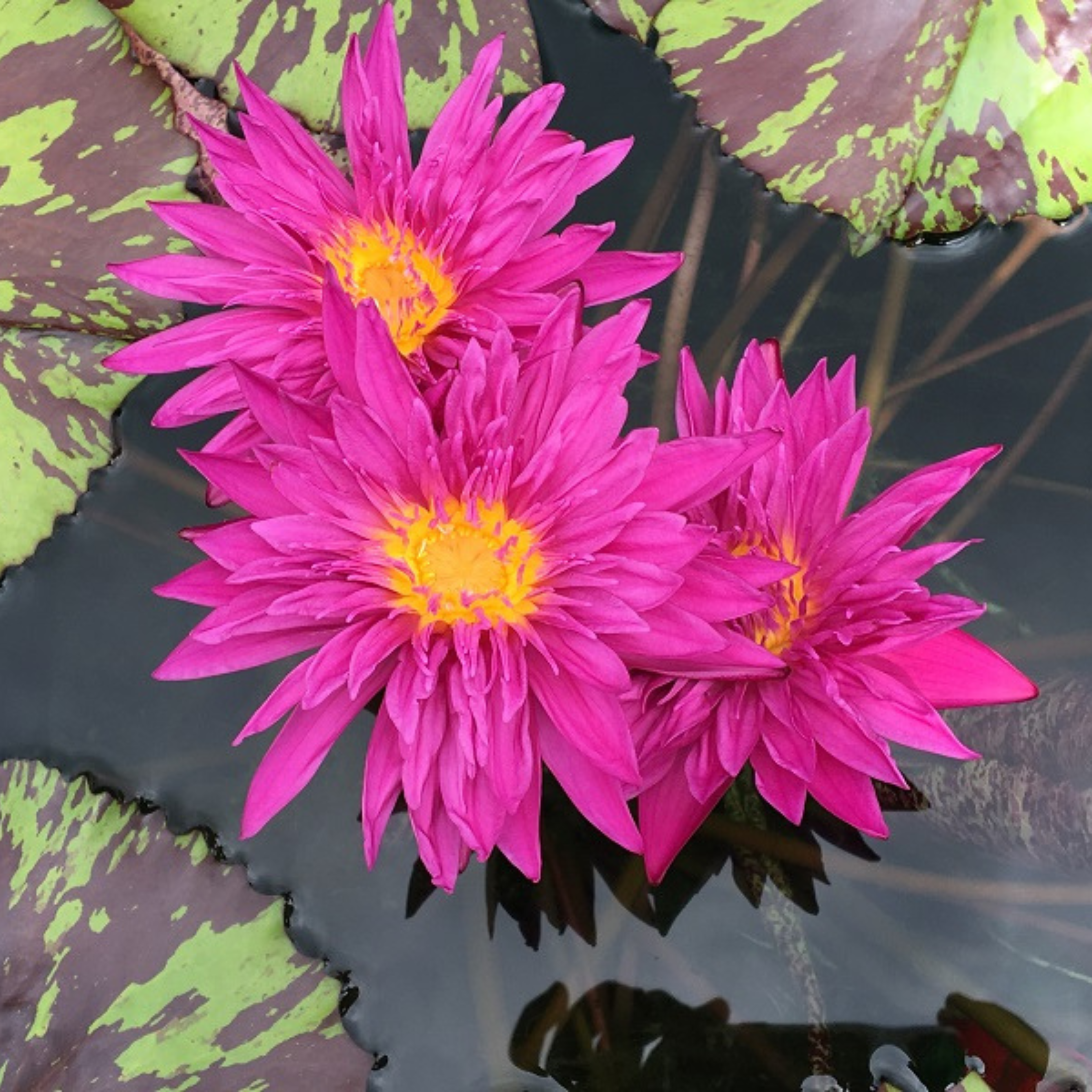 DZ Nymphaea Valentine