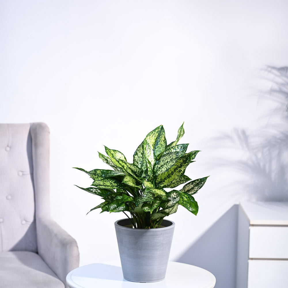 Ugaoo Aglaonema Snow White Plant - view 45