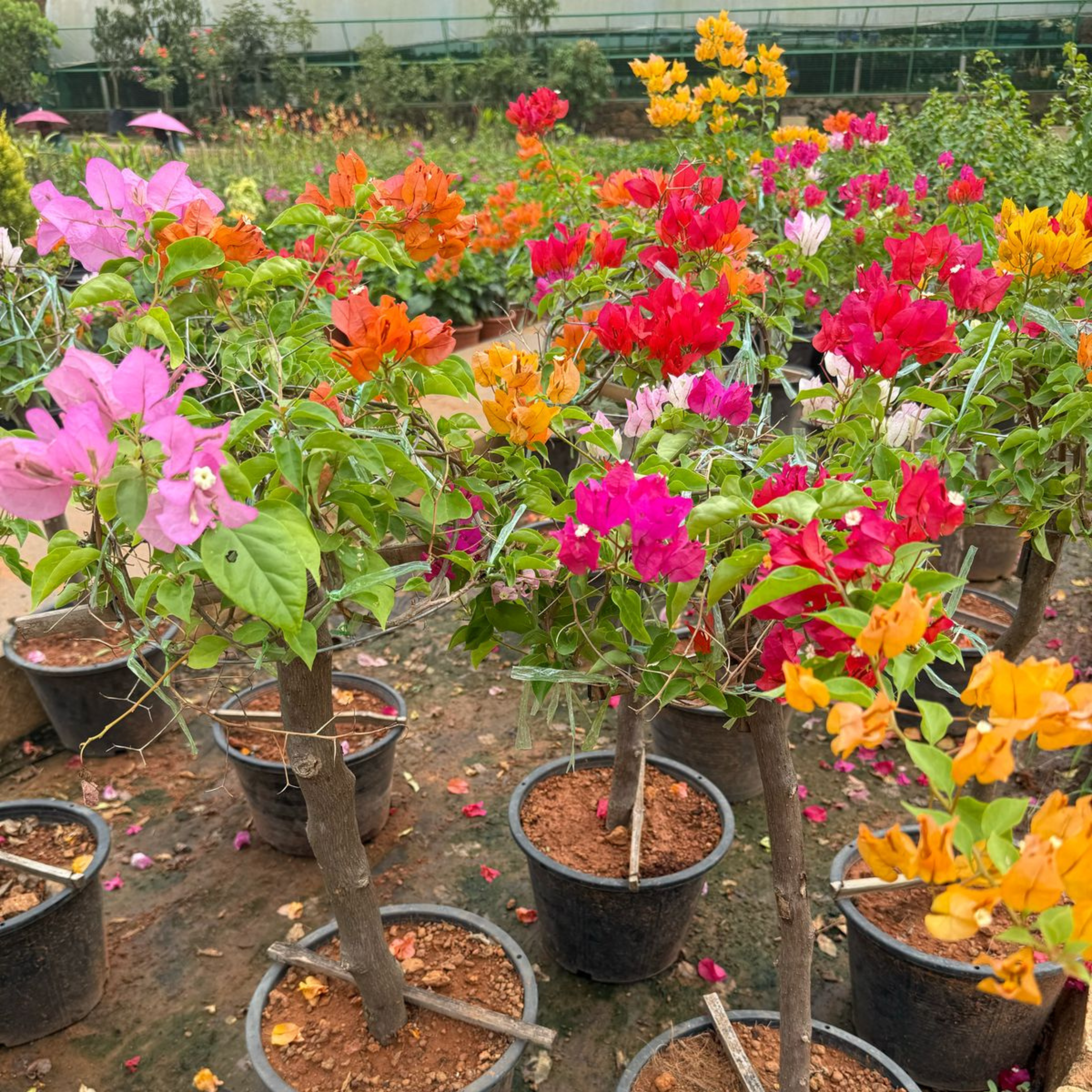 MR Bougainvillea Multi Graft (Paper Flower) Rare Flowering Live Plant