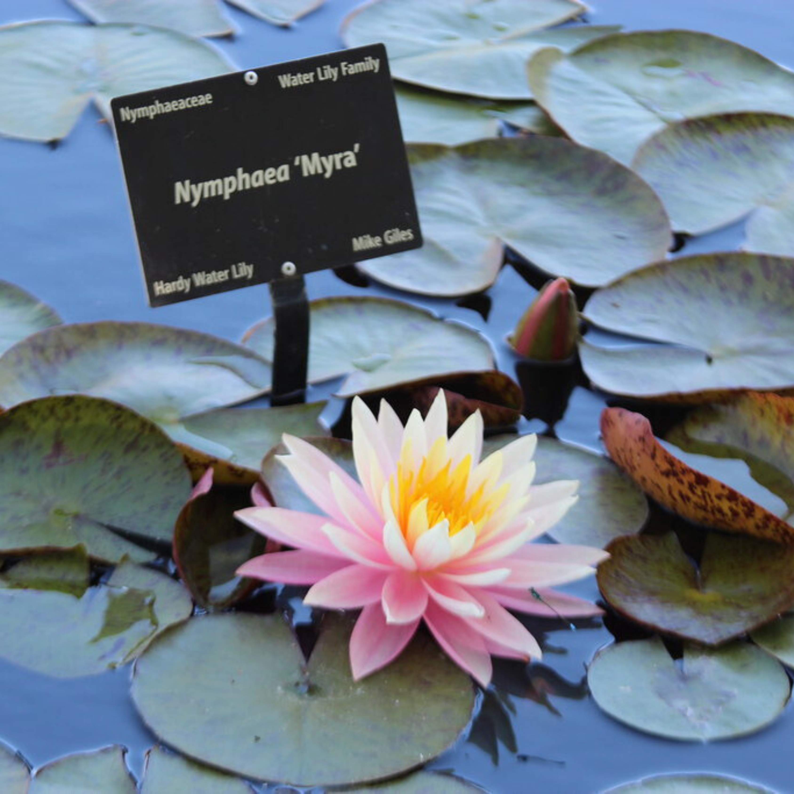 DZ Nymphaea Myra - view 2
