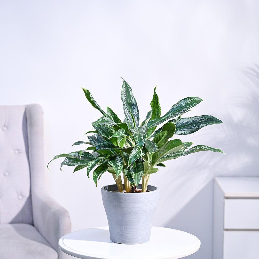 Ugaoo Aglaonema Queen Plant - view 57