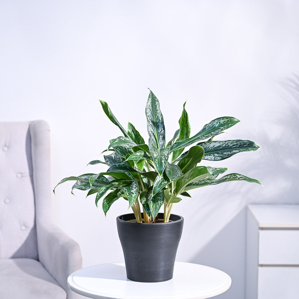 Ugaoo Aglaonema Queen Plant - view 61