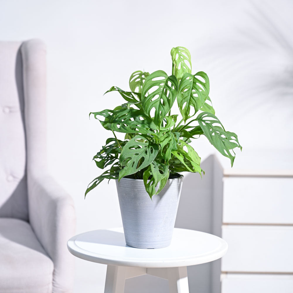 Ugaoo Broken Heart Plant - view 120