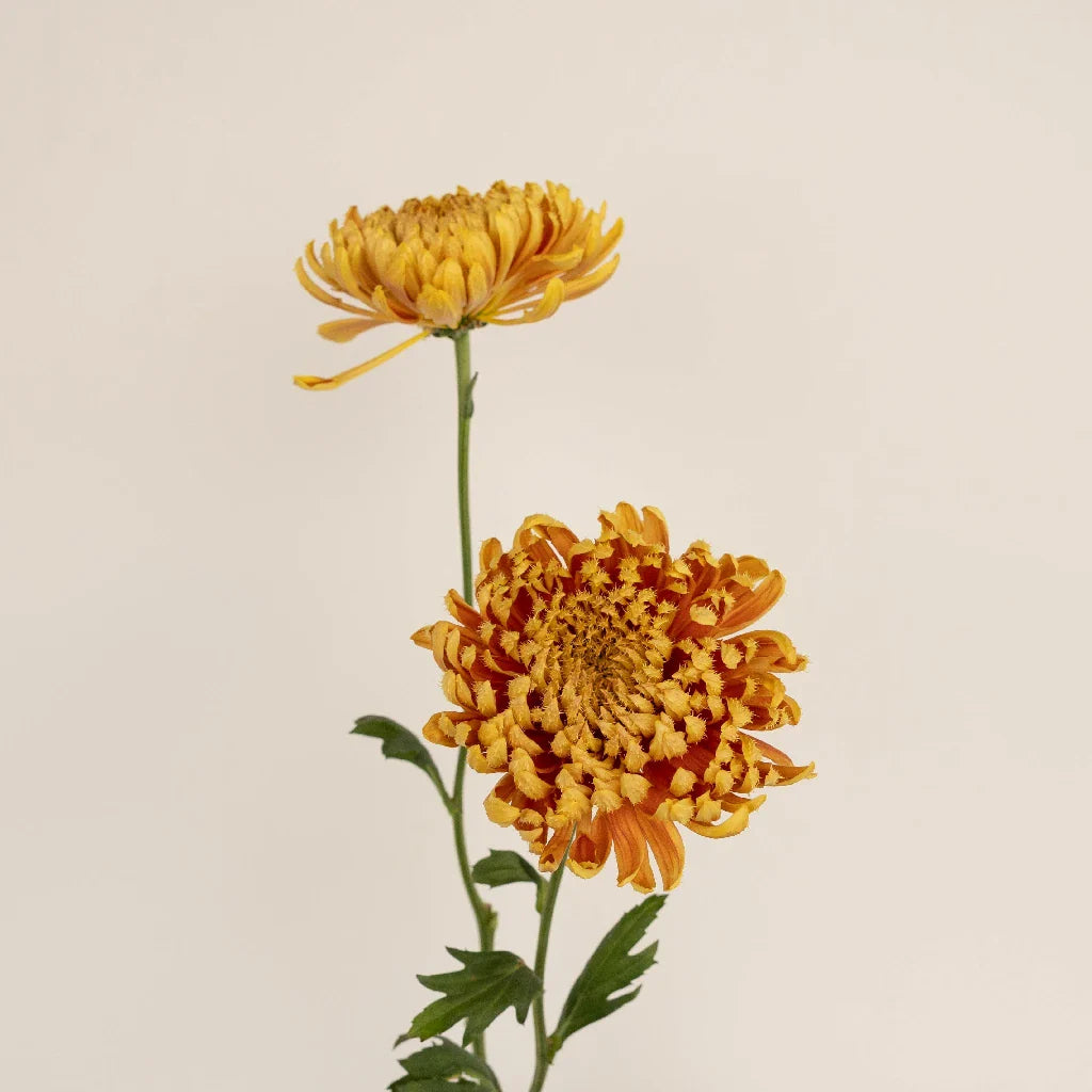 FiftyFlowers Brassy Gold Cremon - view 3