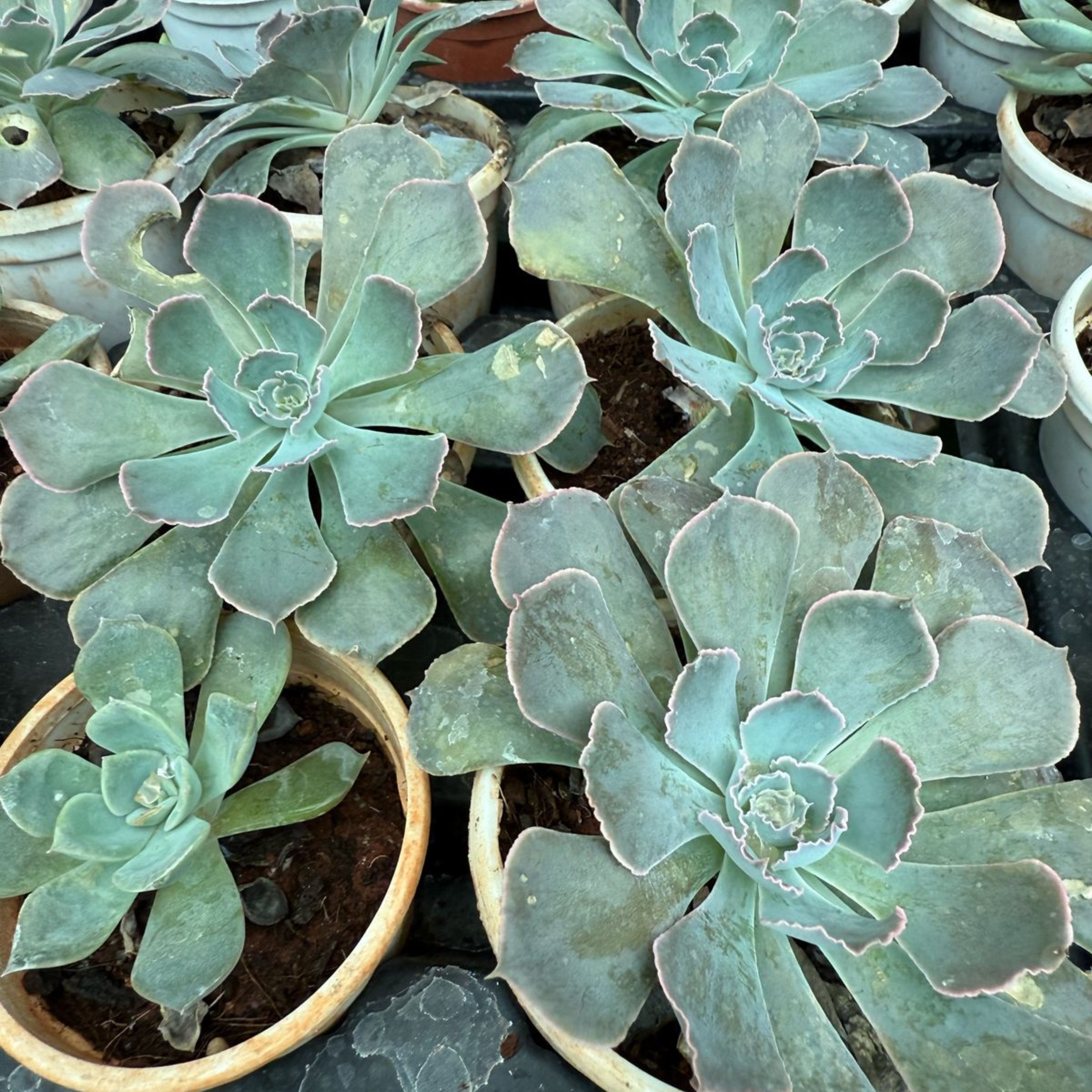 MR Echeveria 'Cubic Frost' Succulent Live Plant