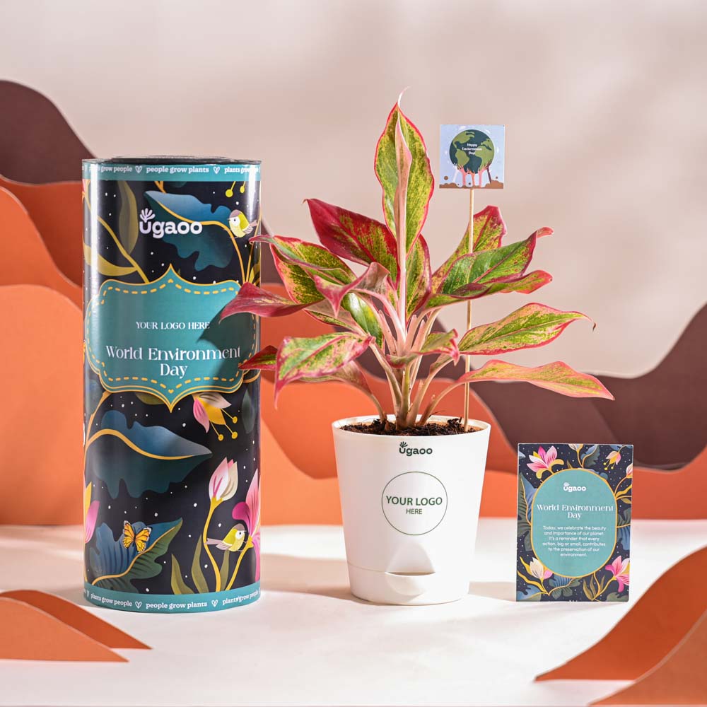 Ugaoo Aglaonema Red Plant For Environment Day Gifting - view 7