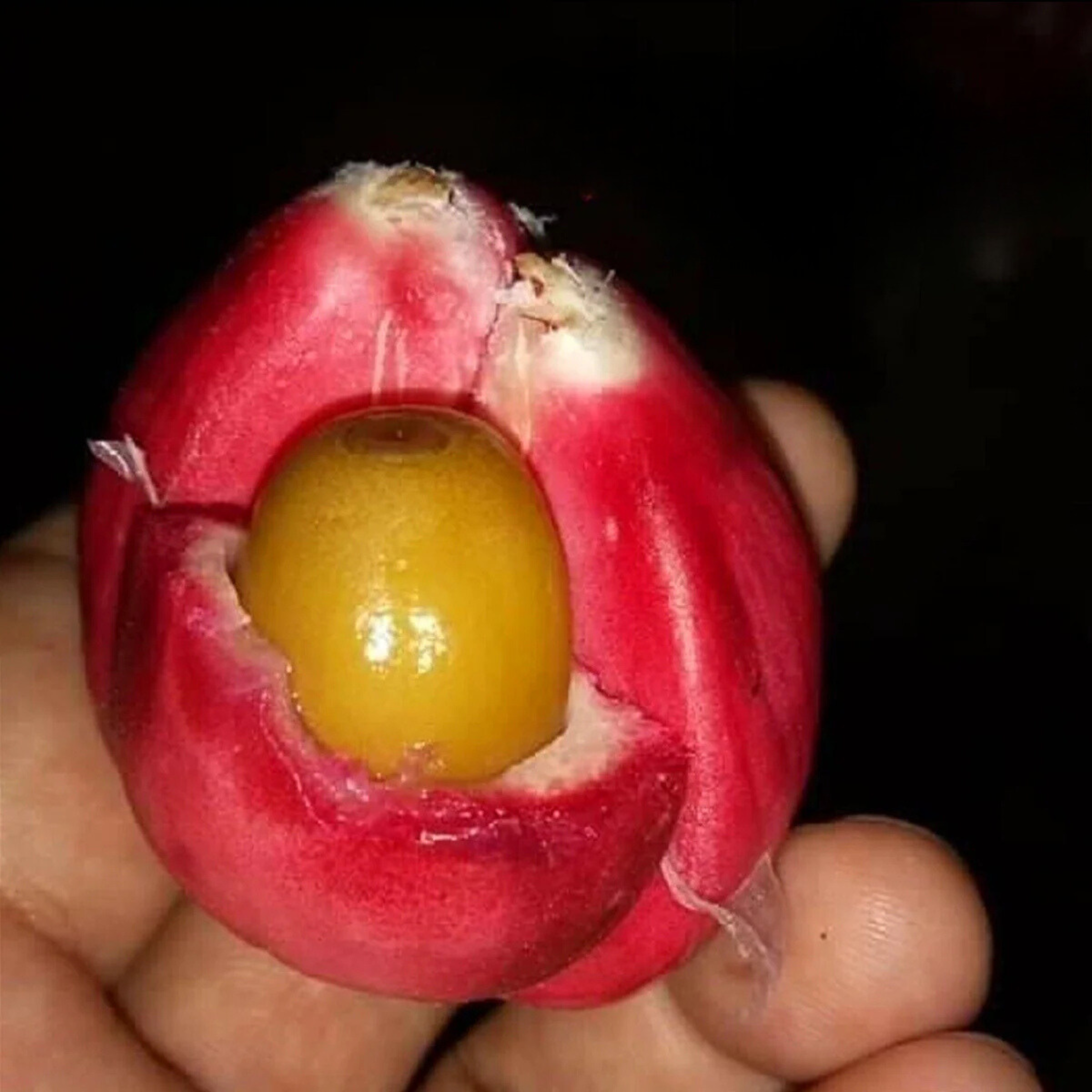 VL Red Salak (Salacca Zalacca) Rare Fruit Live Plant