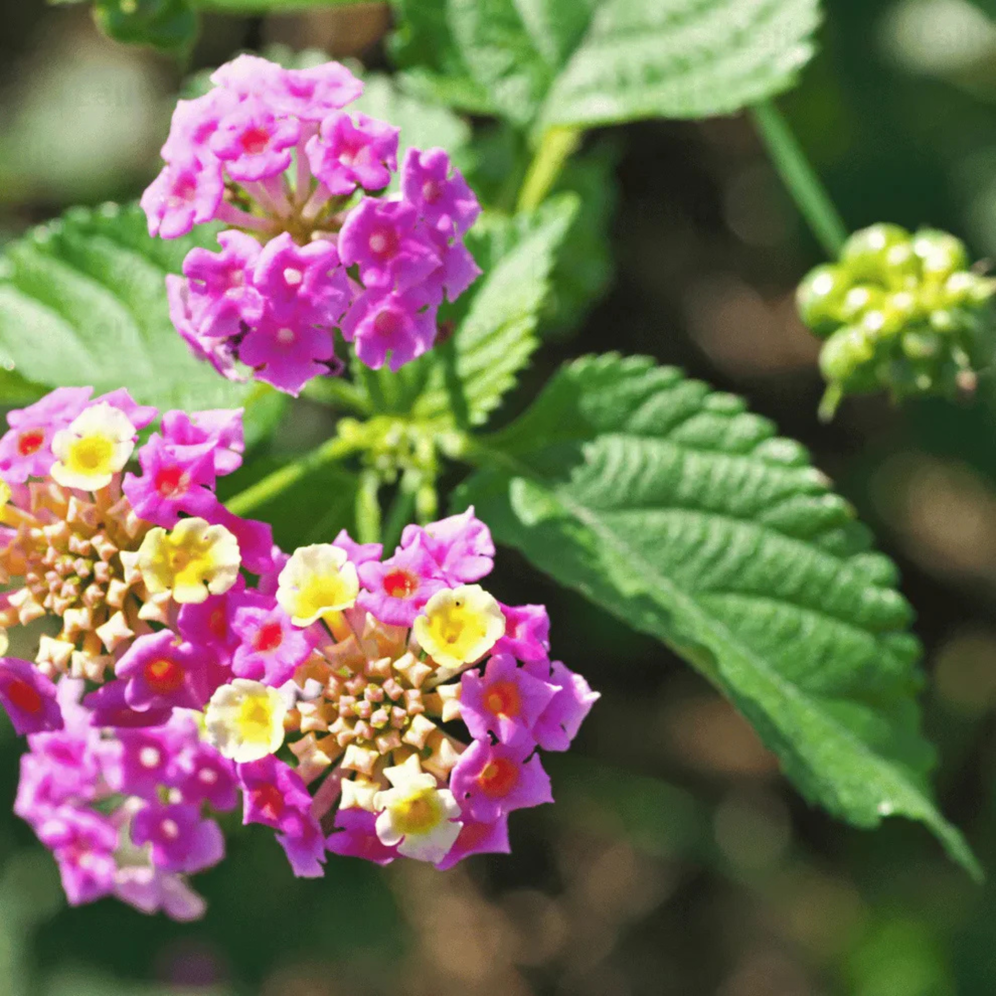 MR Lantana Pink Imported (Tick Berry) All Time Flowering Live Plant - view 2