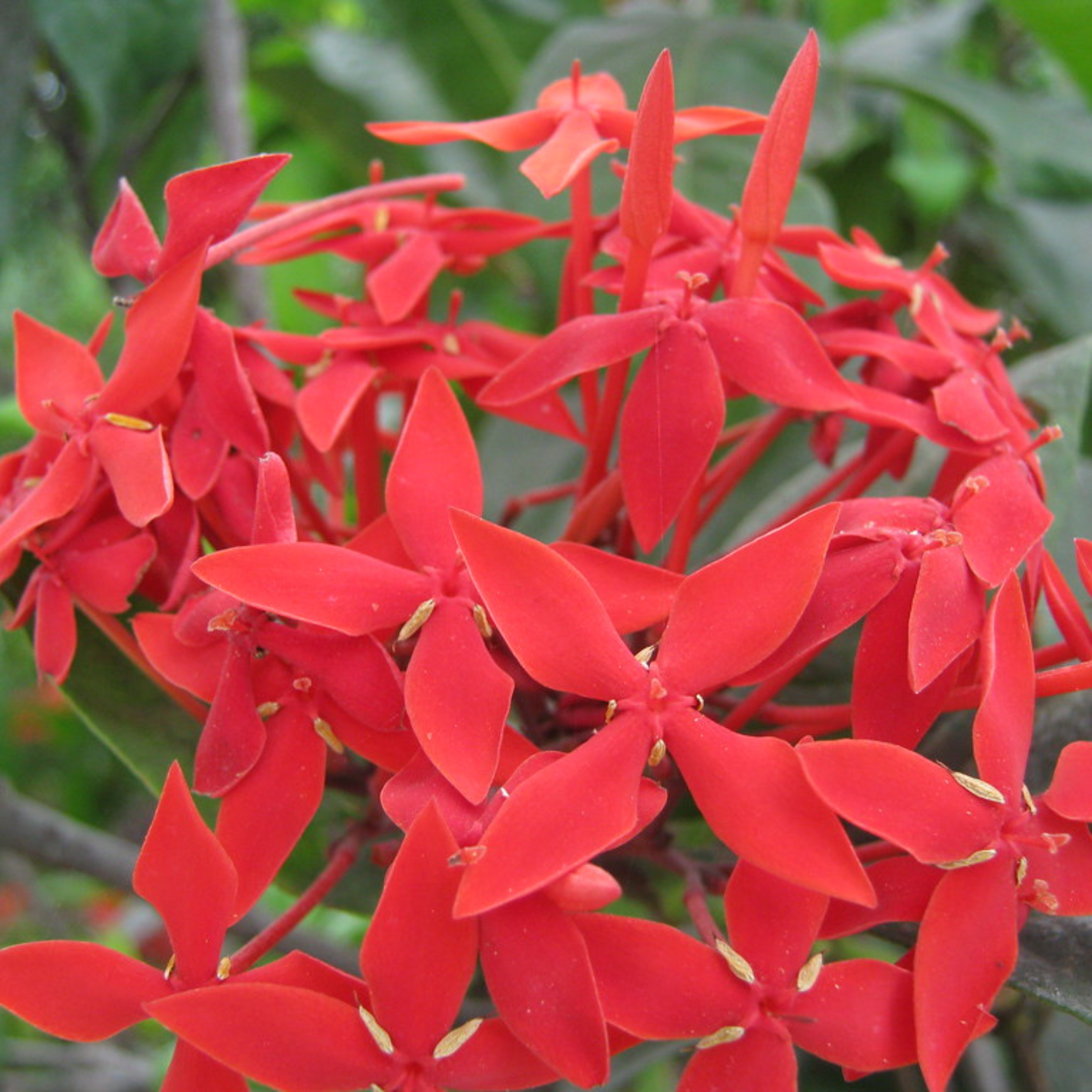 MR Red Thetti Big Flowers (Ixora coccinea) All Time Flowering Live Plant