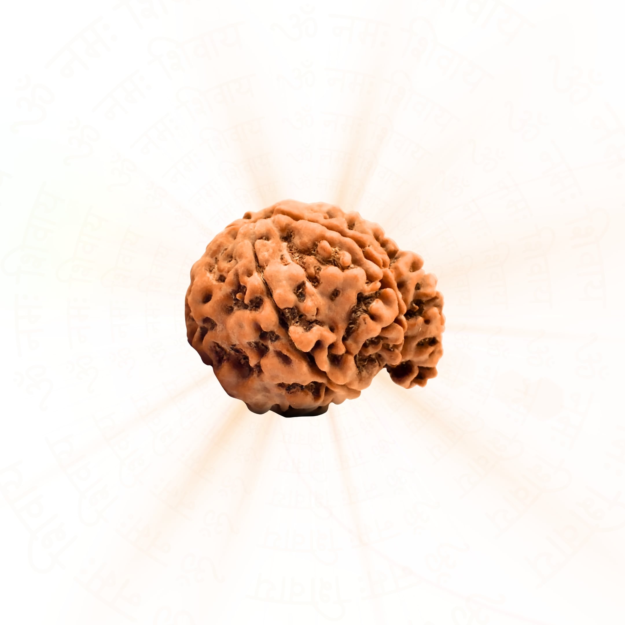 Prinjal Jewellers Ganesh 6 Mukhi Rudraksha (Nepali)