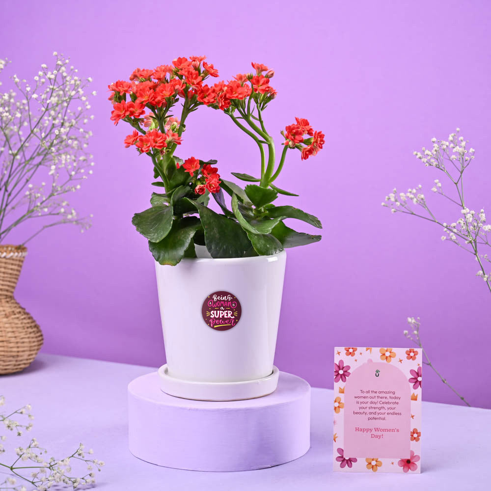 Ugaoo Kalanchoe Red in ceramic pot Women's Day Gift