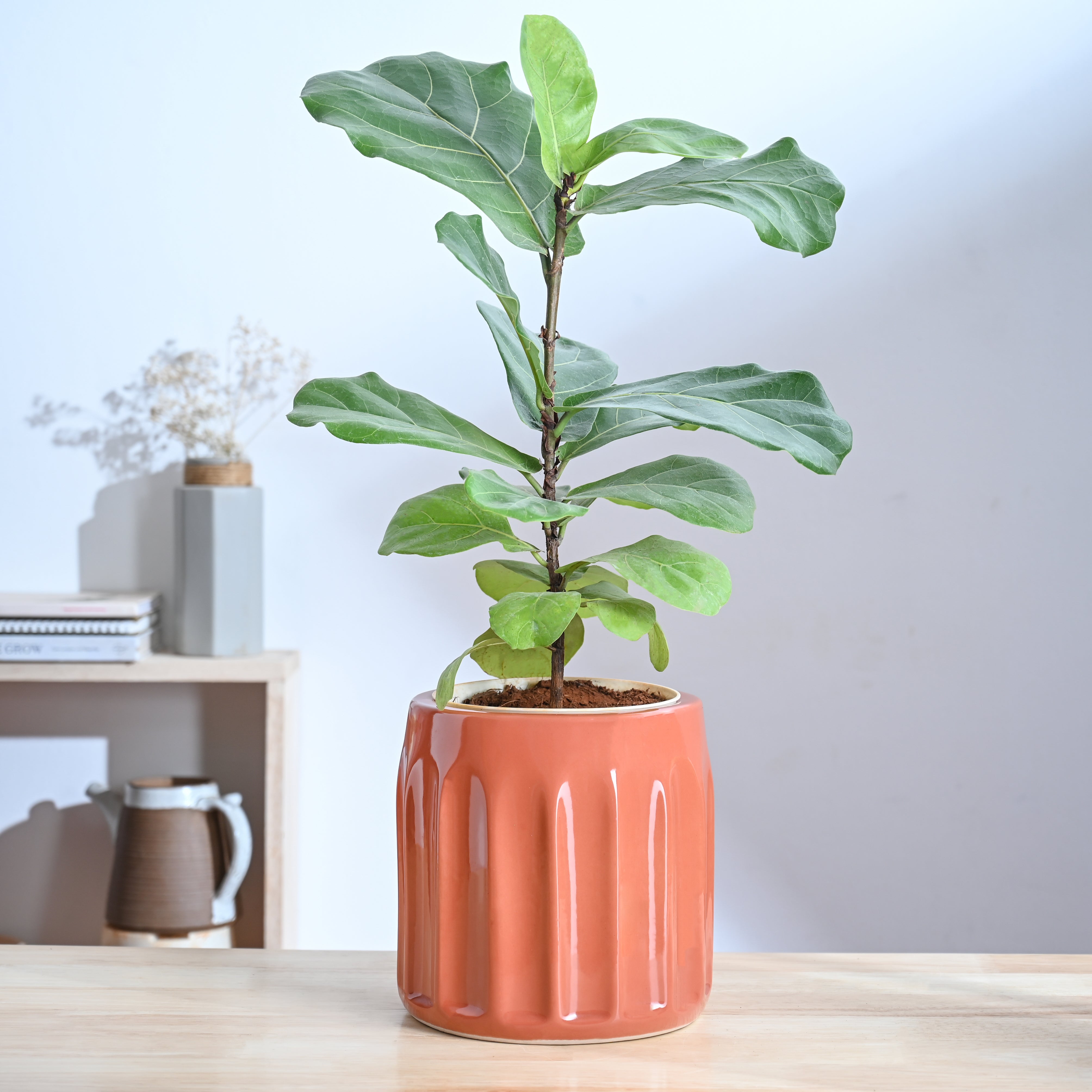 Ugaoo Blushing Sun Ceramic Planter
