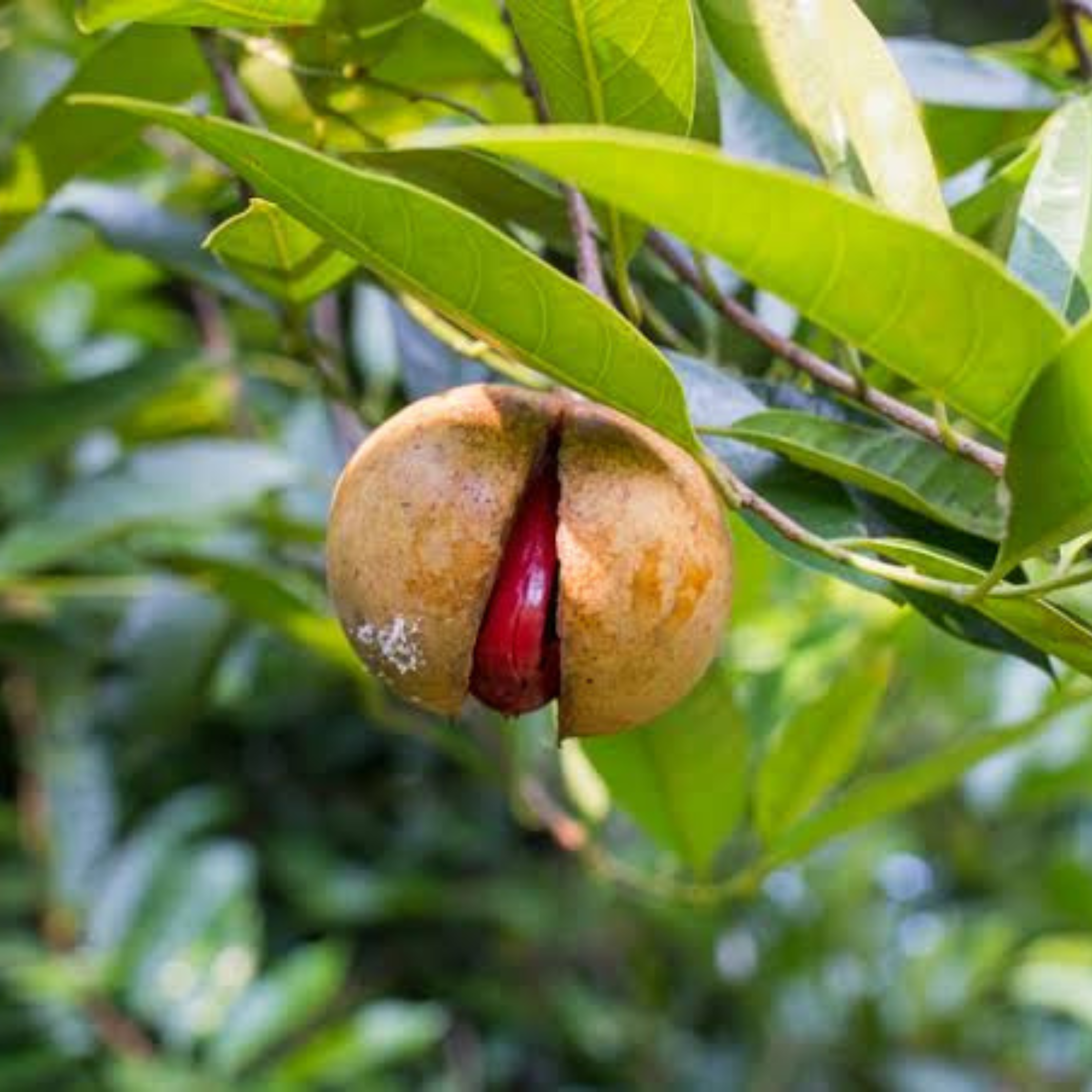 MR Nutmeg / Jaiphal (Myristica fragrans) Medicinal Fruit Live Plant - view 3