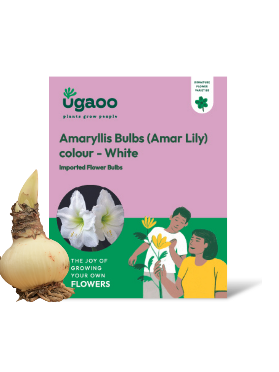 Amar lily flower – Ugaoo Amaryllis (Amar lily) flower bulb - White