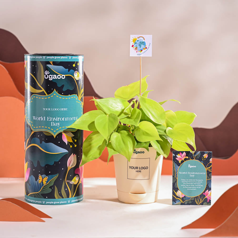 Ugaoo Philodendron Oxycardium Golden Plant For Environment Day Gifting - view 2