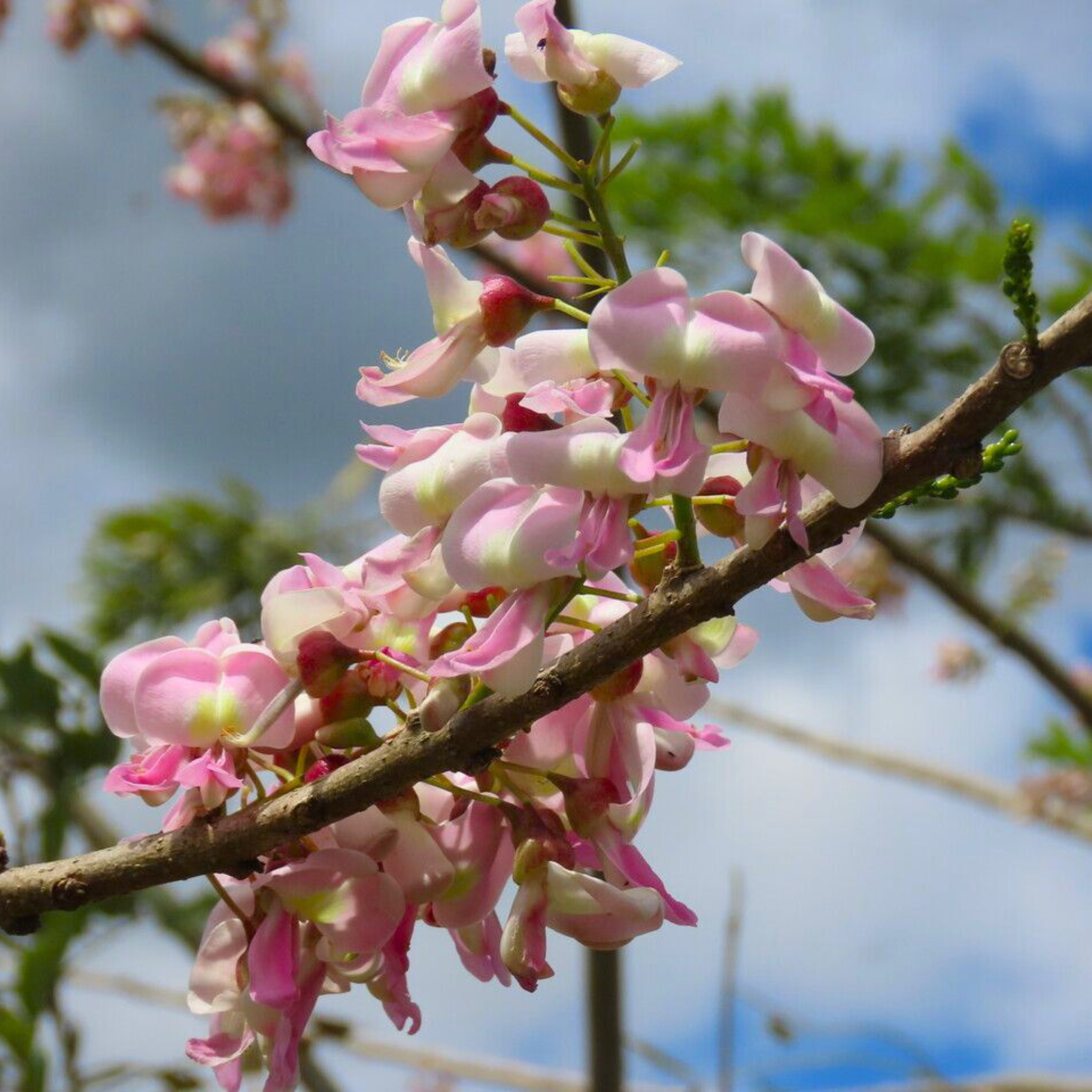 MR Mexican Lilac (Gliricidia sepium) Rare All Time Flowering Live Plant - view 5
