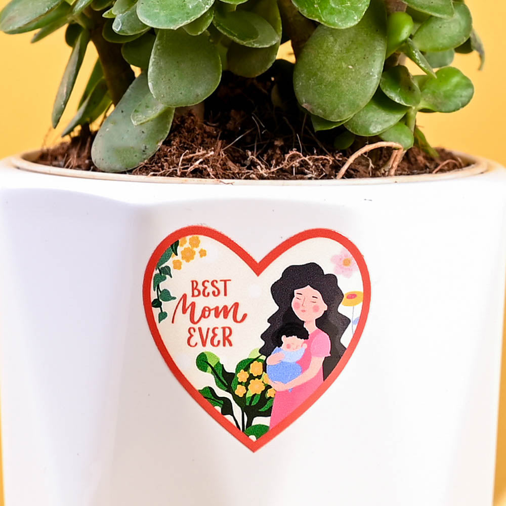 Ugaoo Jade Mini Plant For Mother's Day Gifting - view 4