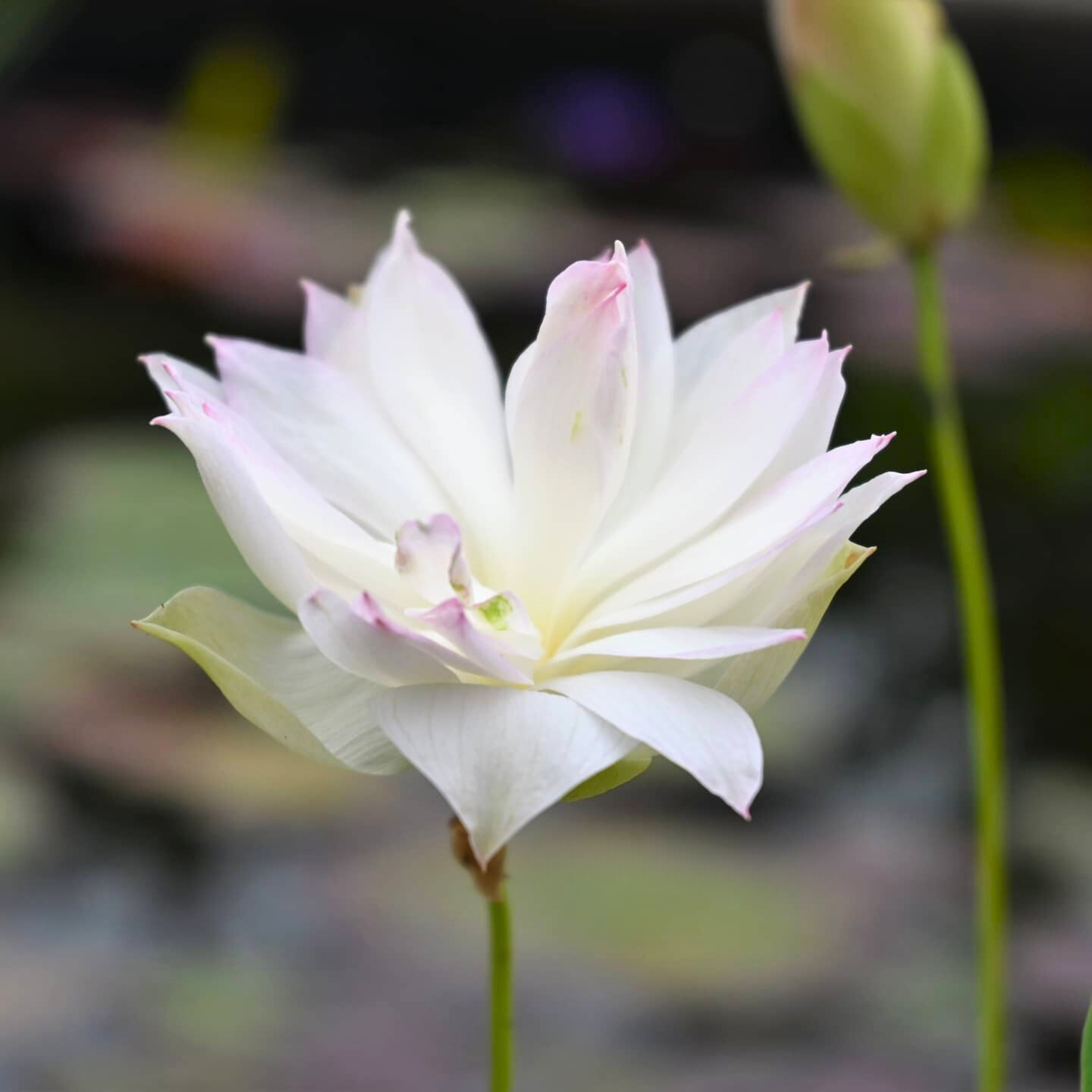 DZ First Fall Micro Lotus Tuber - view 2